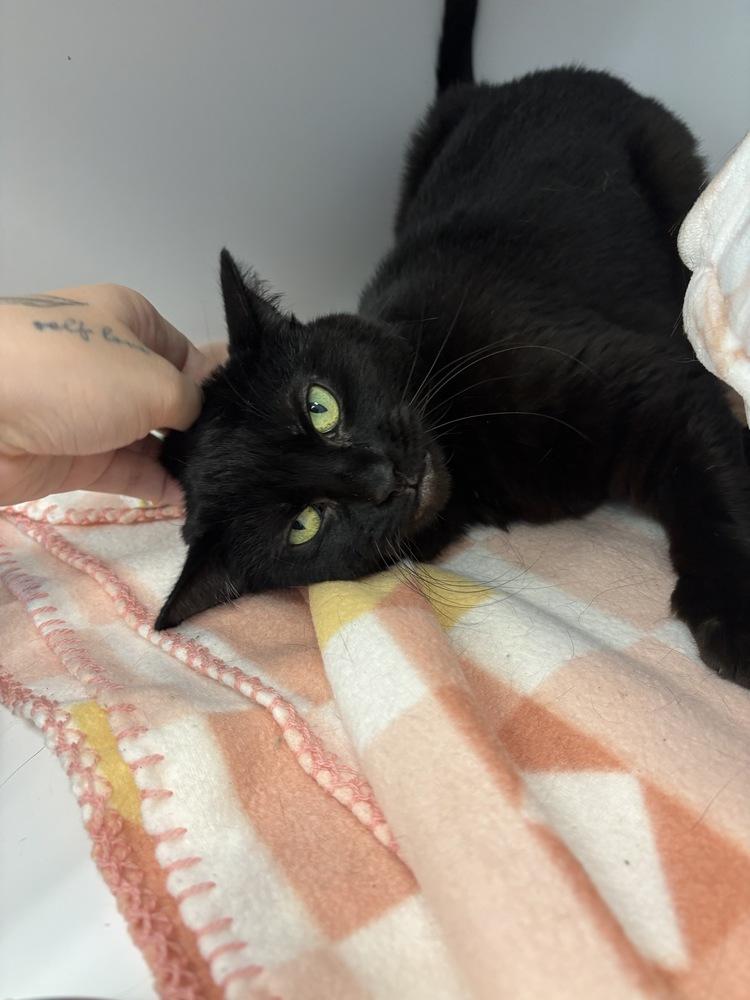 Enlarge Roxie, a Adoptable Domestic Medium Hair in Trenton, ME image 3/4