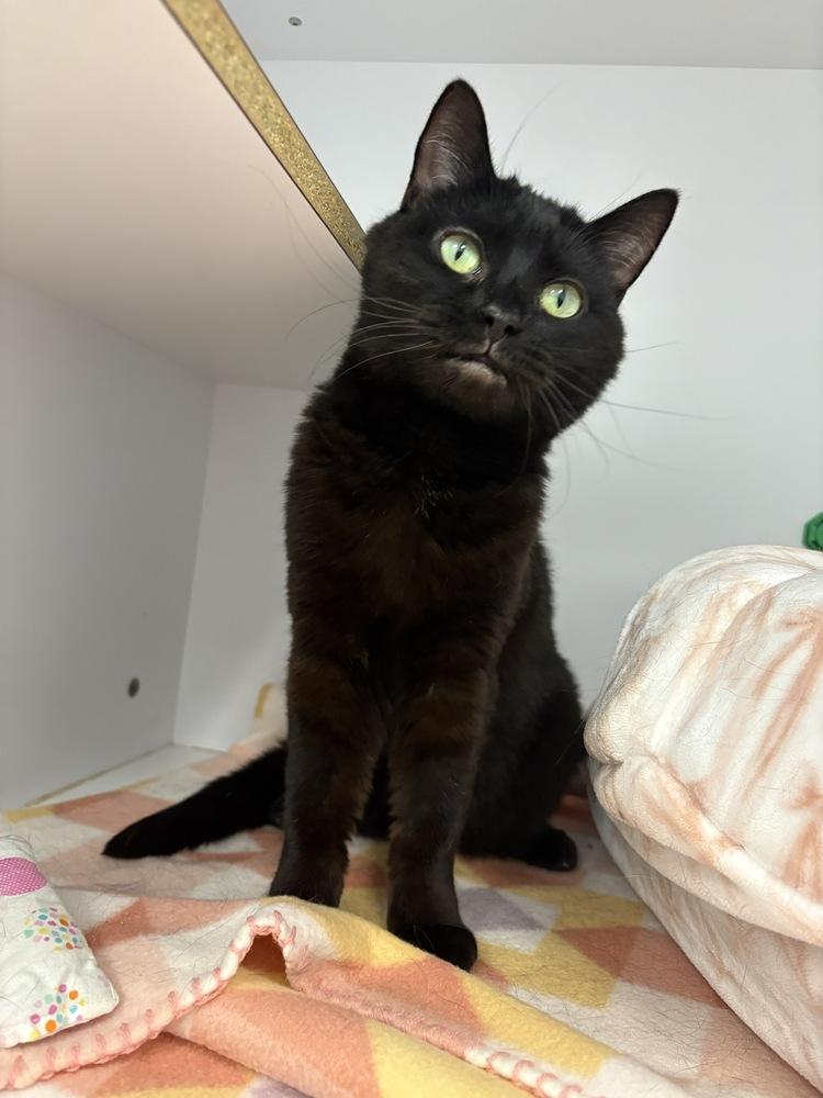 Enlarge Roxie, a Adoptable Domestic Medium Hair in Trenton, ME image 4/4