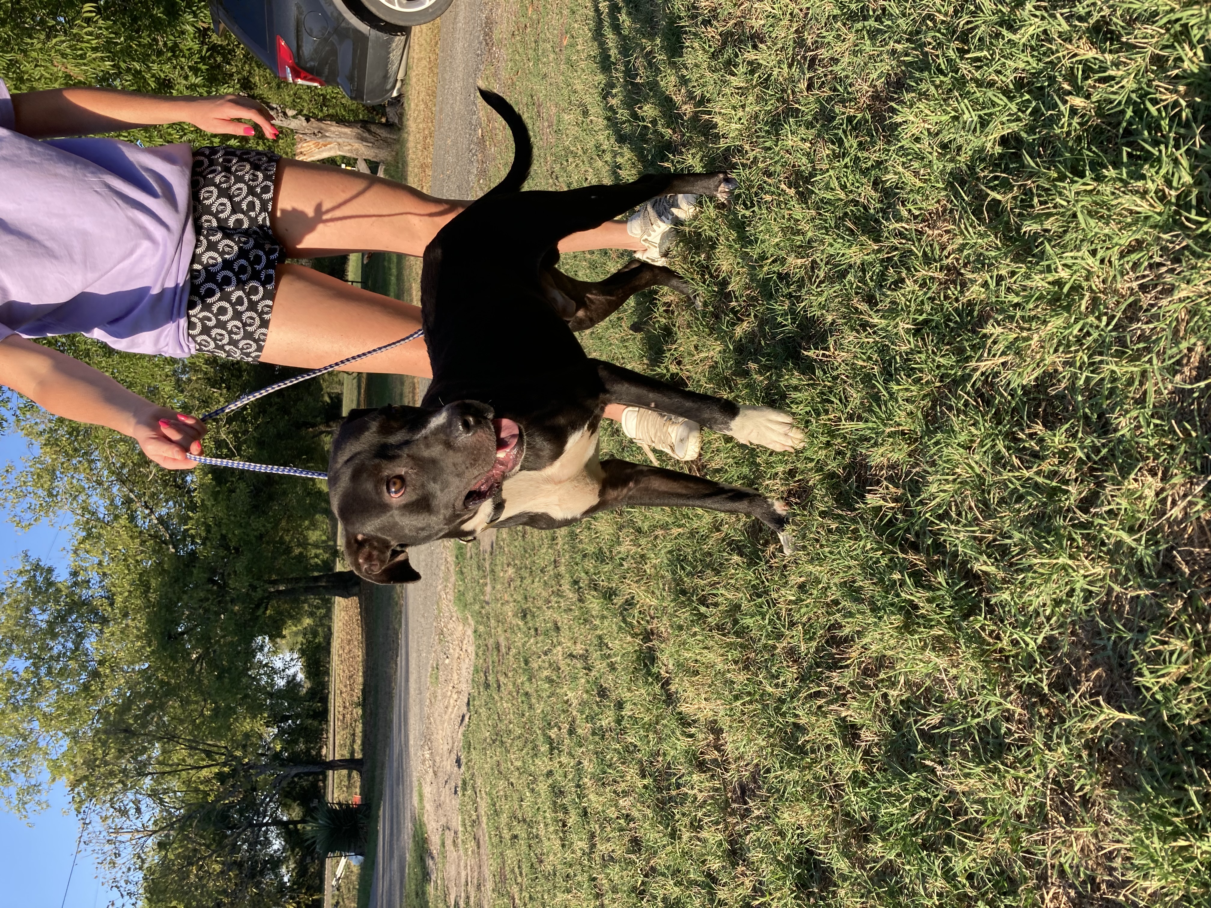 Pepe, Adoptable, Adult Male American Staffordshire Terrier.