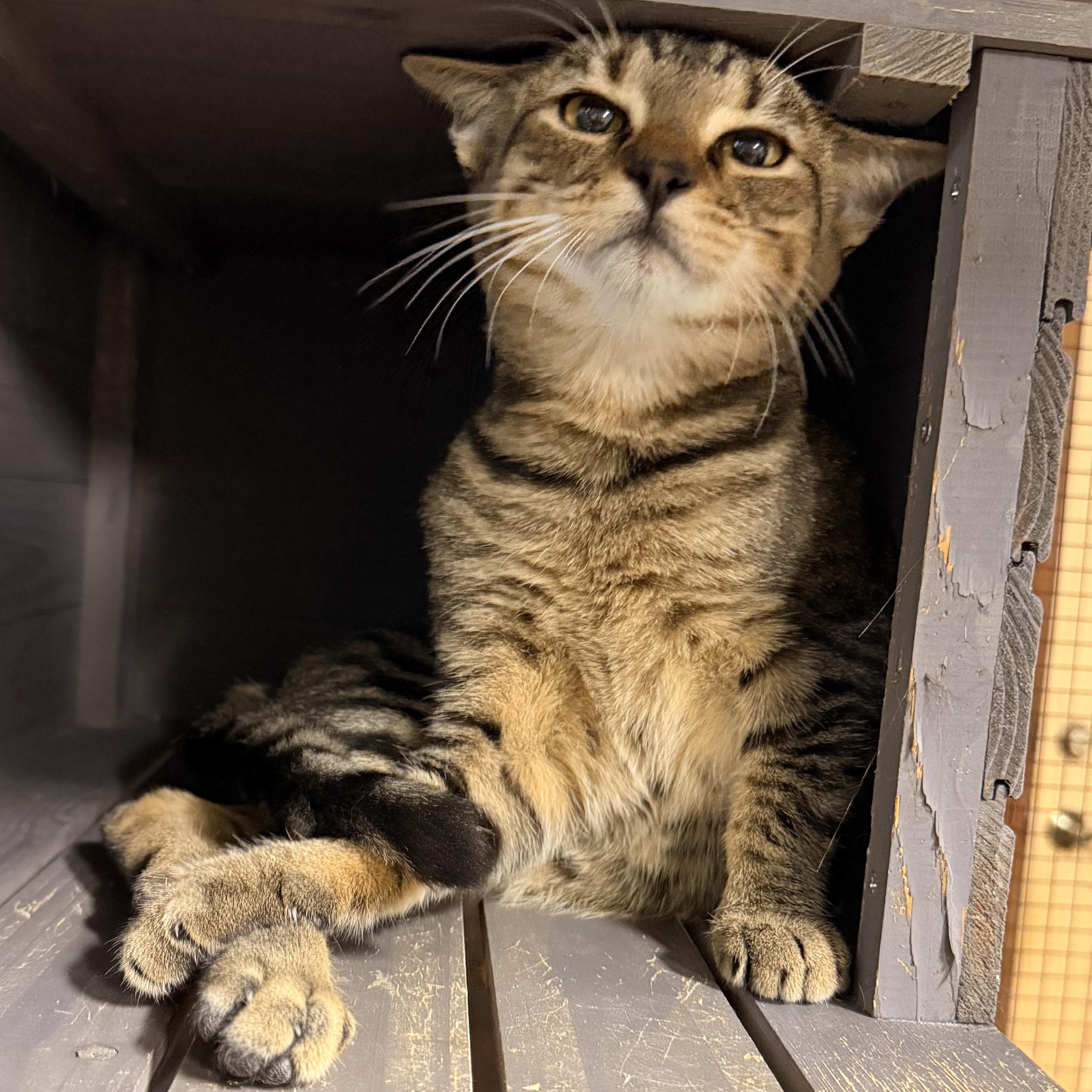 Enlarge Rocky (adoptable November 4th), a Adoptable Domestic Short Hair in Kissimmee, FL image 3/3