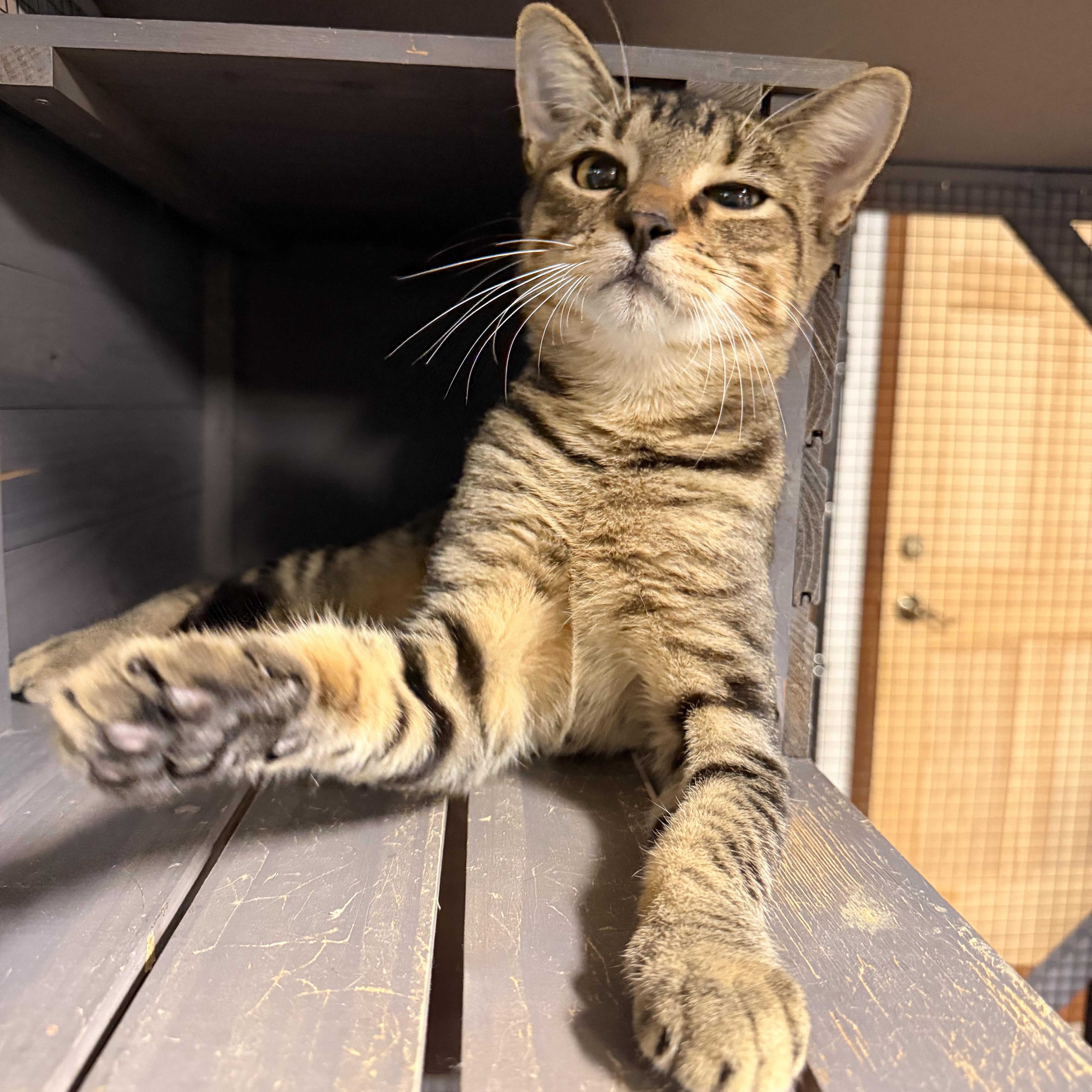 Rocky (adoptable November 4th), Adoptable, Kitten Male Domestic Short Hair.