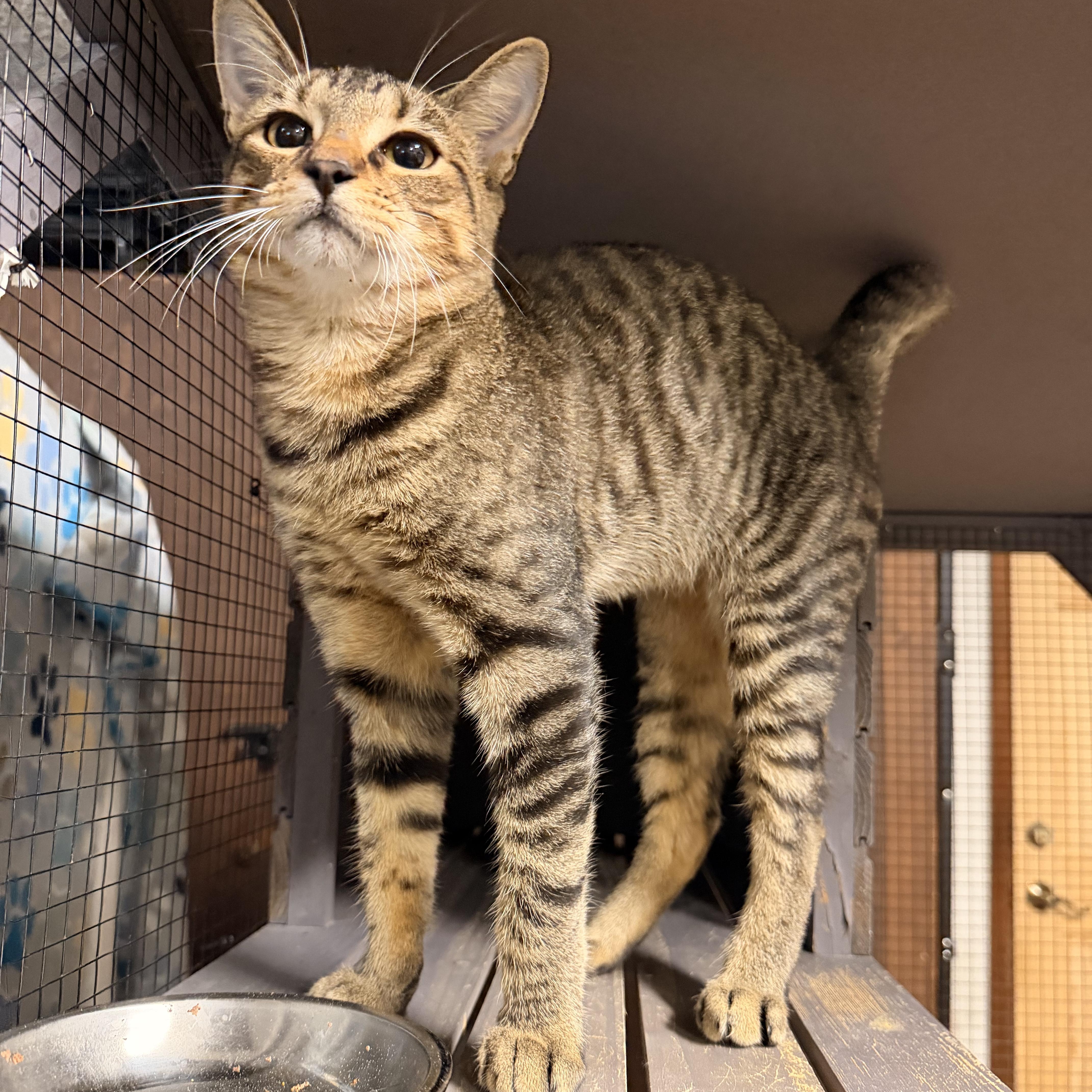 Enlarge Rocky (adoptable November 4th), a Adoptable Domestic Short Hair in Kissimmee, FL image 2/3