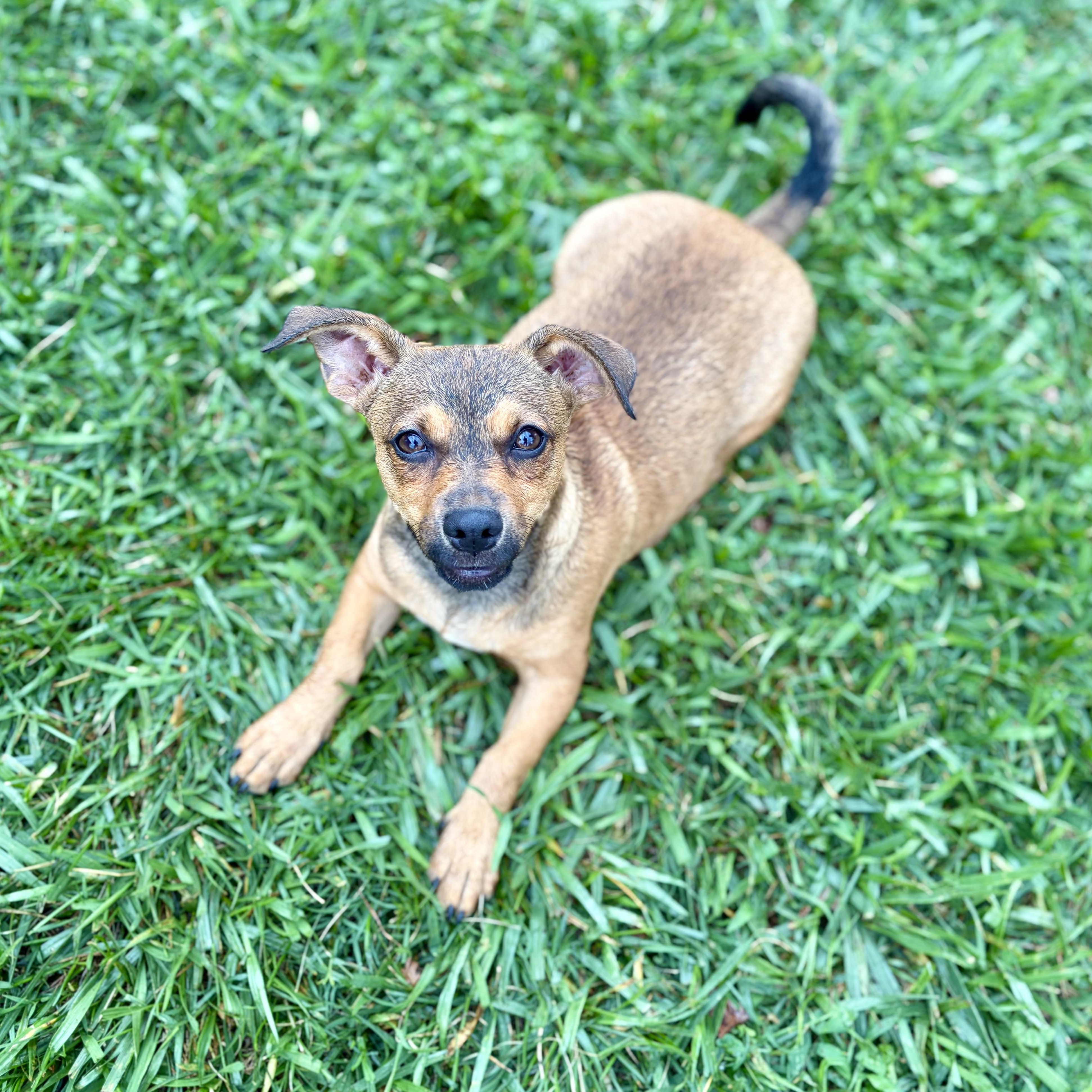 Coco, a Adoptable mixed breed in Greensboro, NC image 4/6