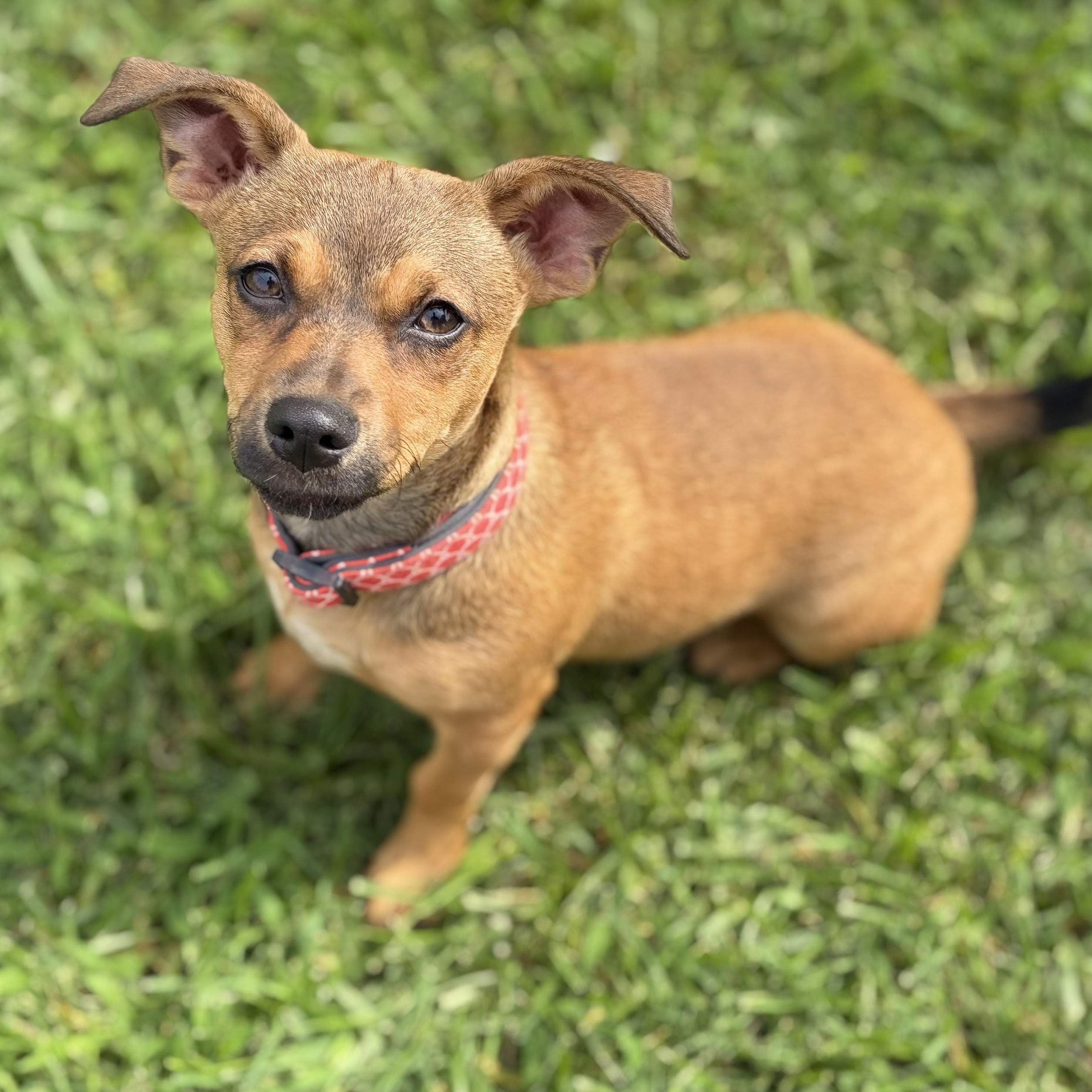 Coco, Adoptable, Puppy Female Dachshund & Beagle.