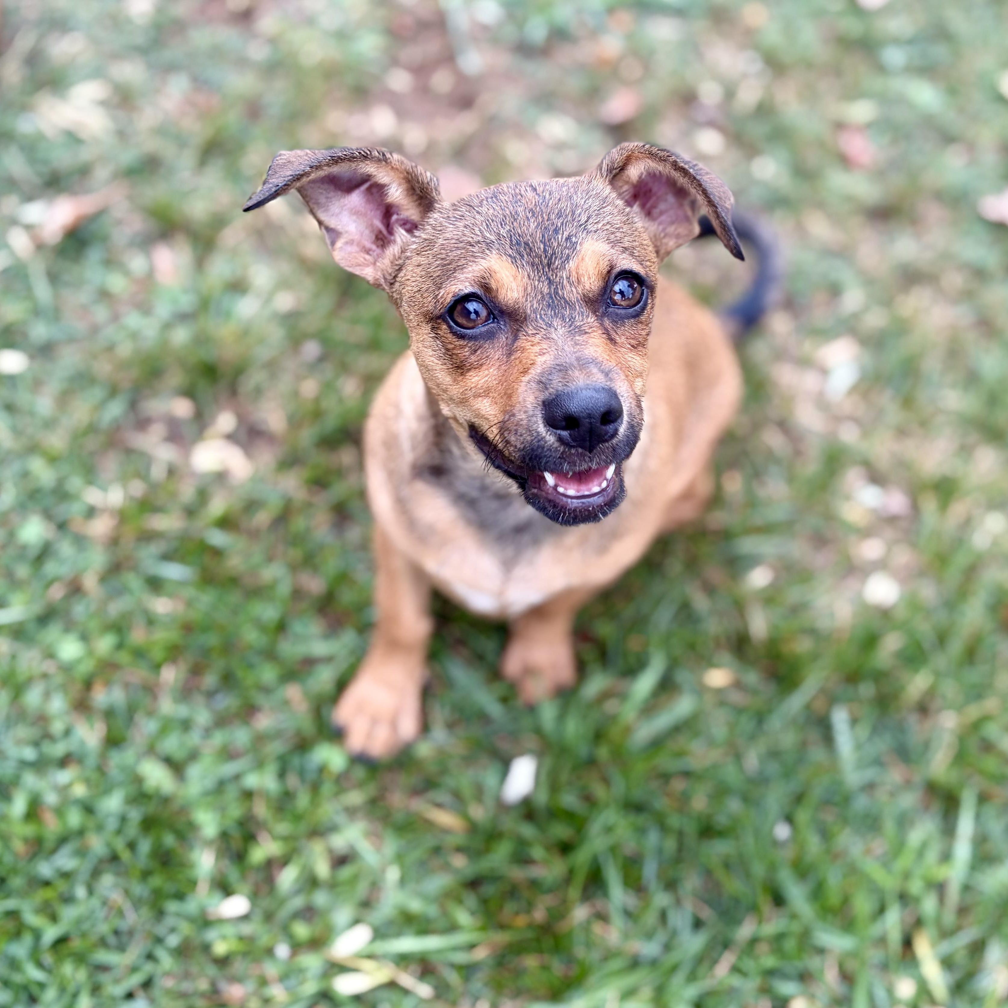 Coco, a Adoptable mixed breed in Greensboro, NC image 2/6