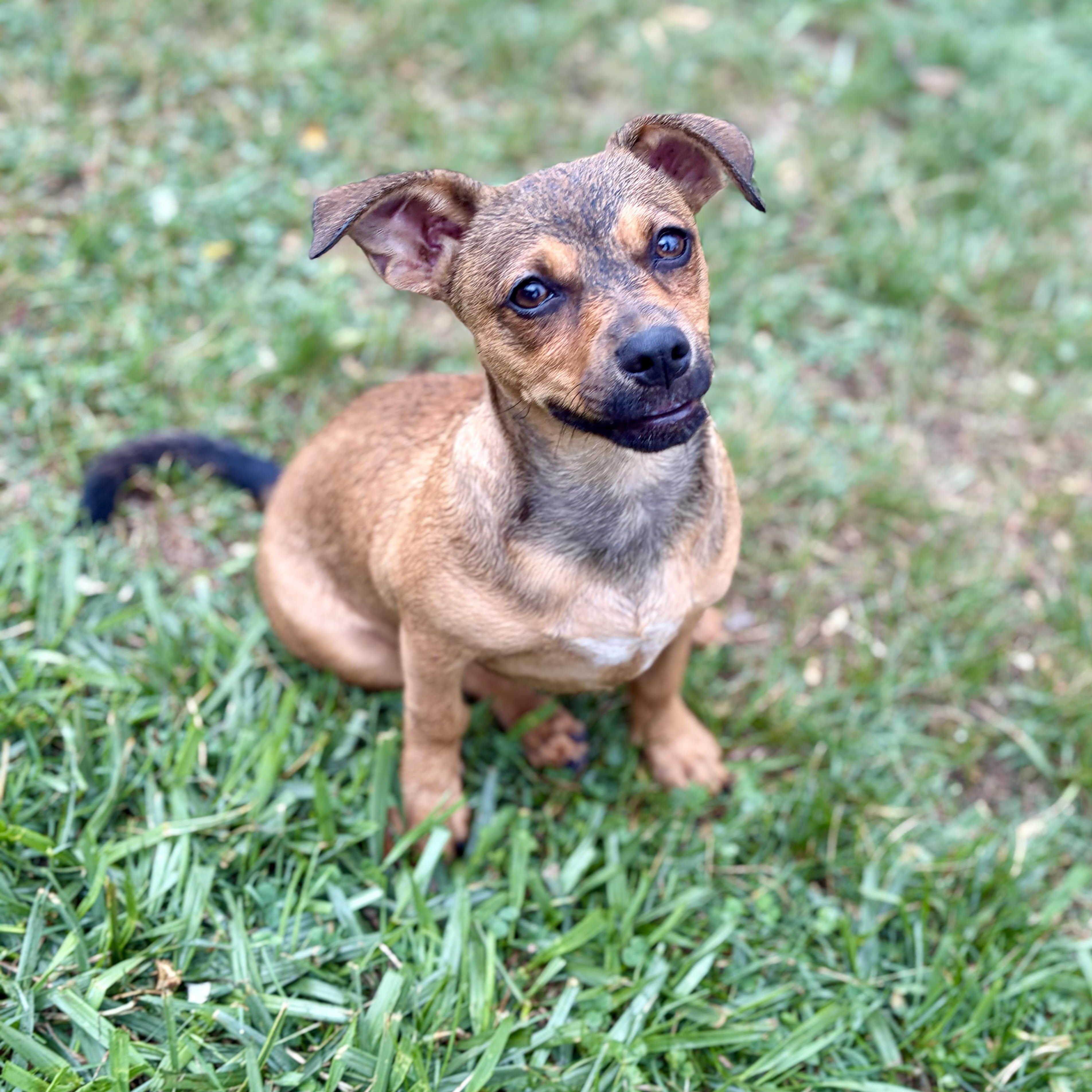 Coco, a Adoptable mixed breed in Greensboro, NC image 6/6