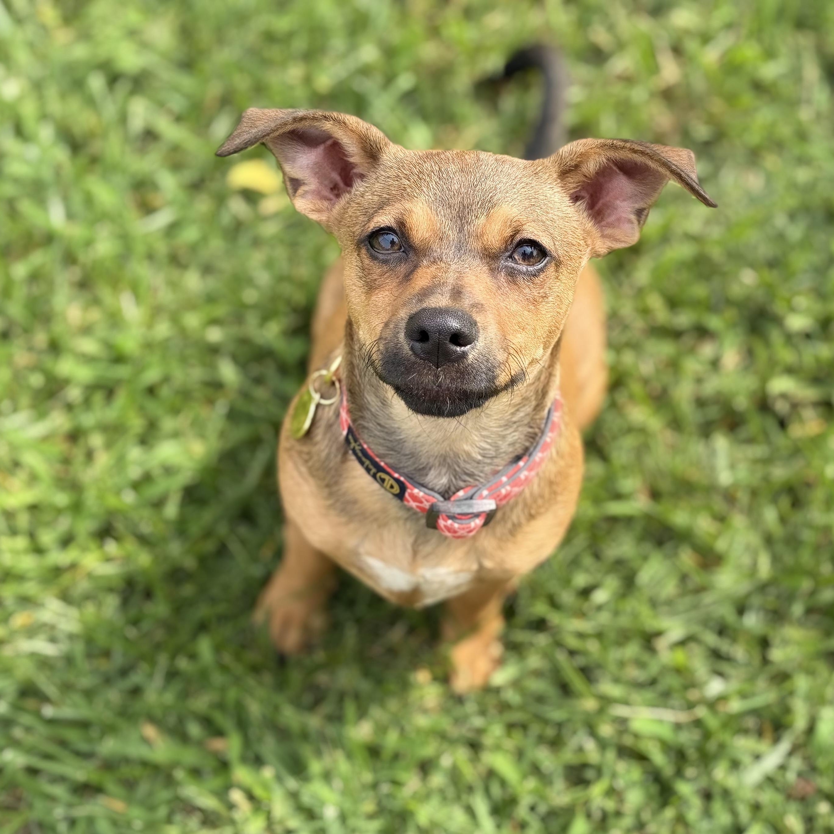 Coco, a Adoptable mixed breed in Greensboro, NC image 3/6