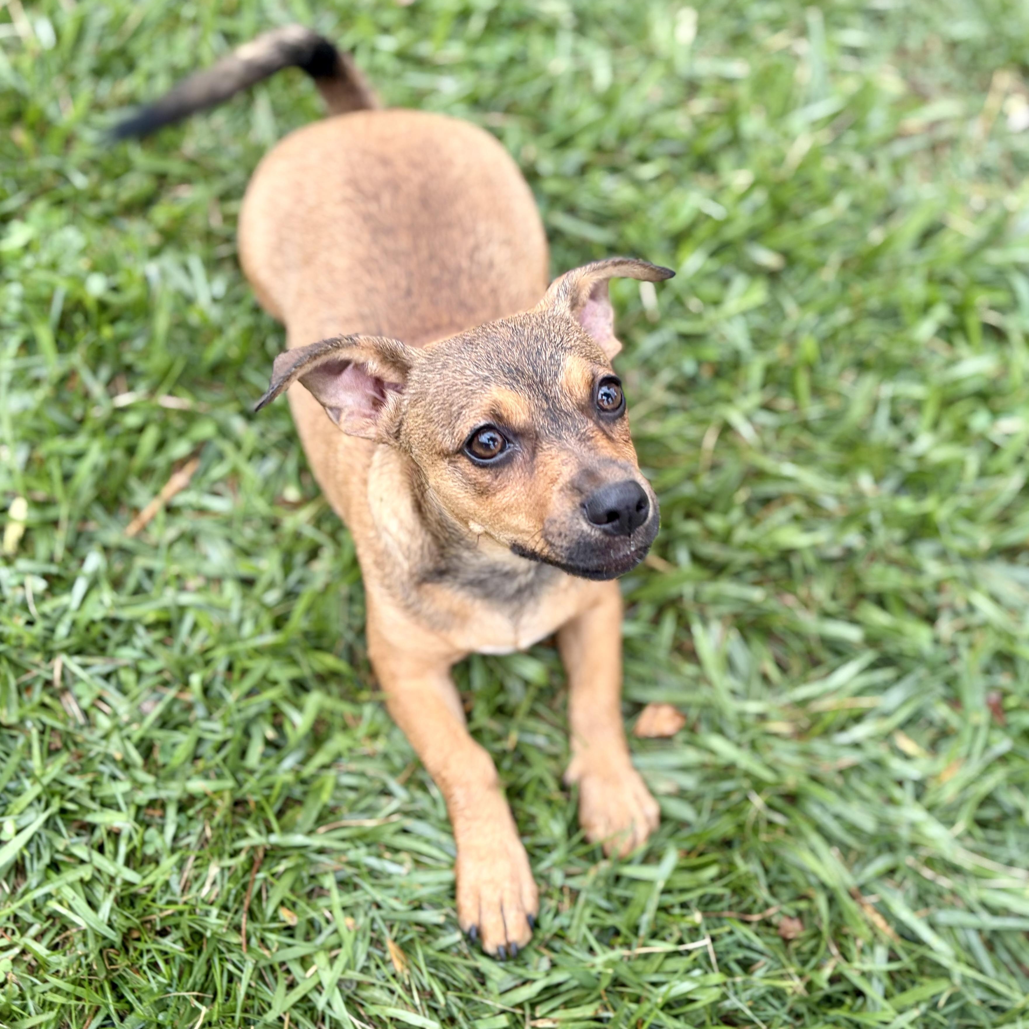 Coco, a Adoptable mixed breed in Greensboro, NC image 5/6