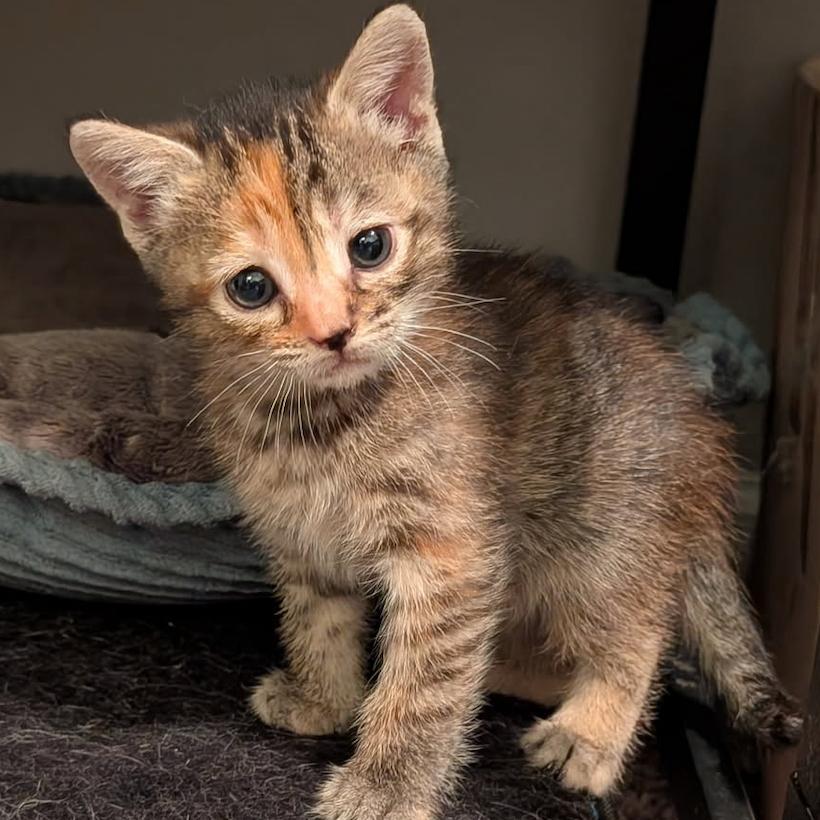Enlarge Blossom (BFF045), a Adoptable Domestic Short Hair in Charlotte, NC image 1/1