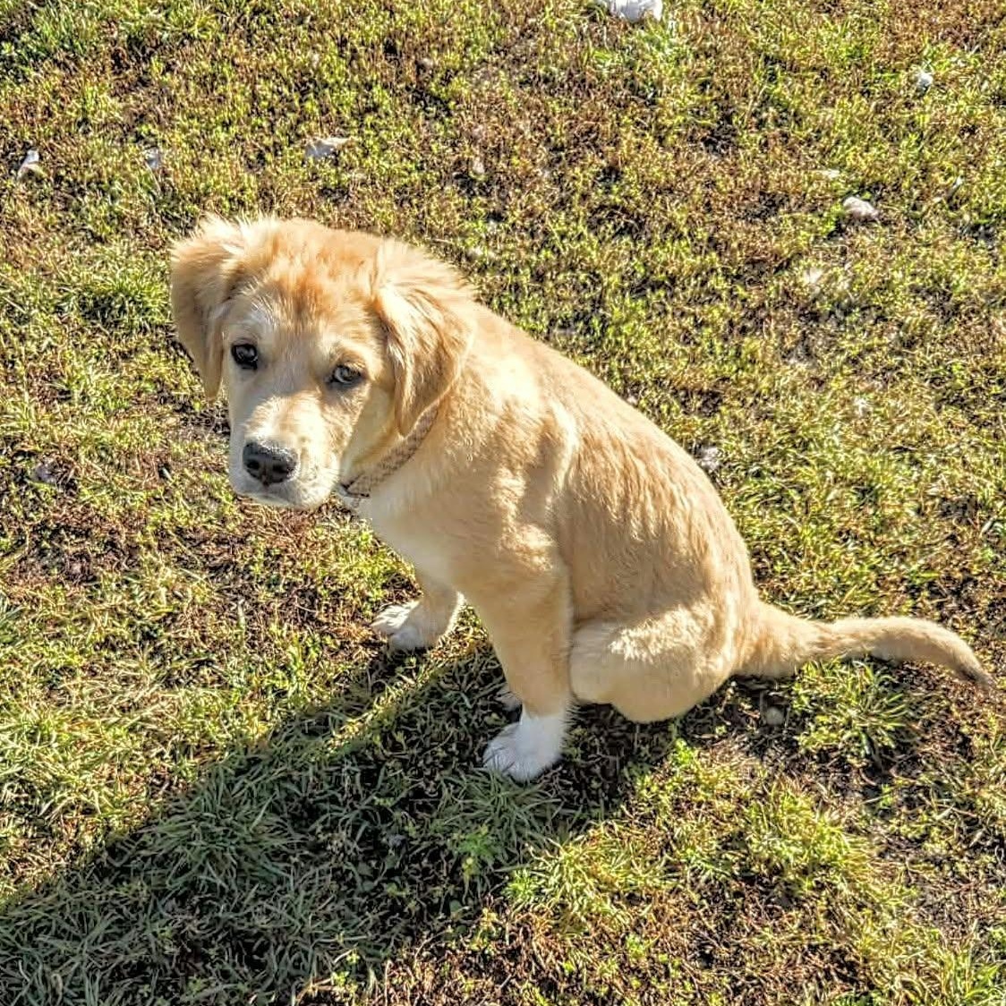Enlarge Jersey (20261006-01), a Adopted mixed breed in Niagara on the Lake, ON image 3/5