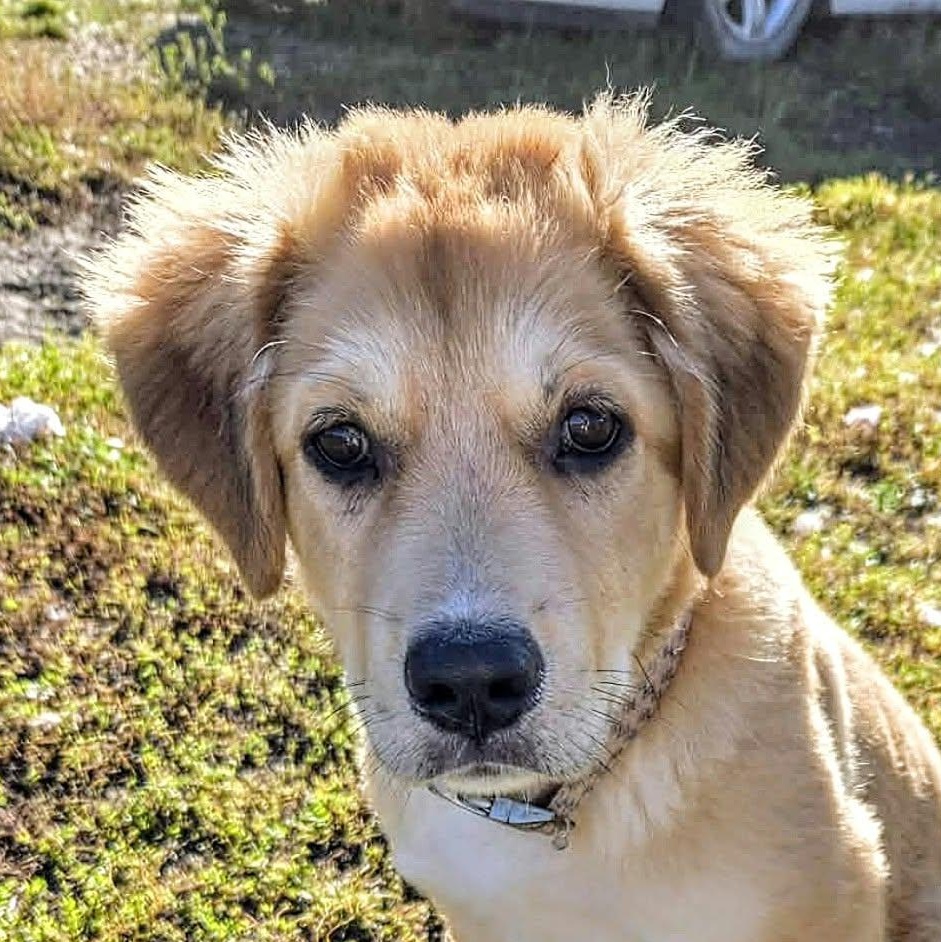 Jersey (20261006-01), Adopted, Puppy Male Labrador Retriever.