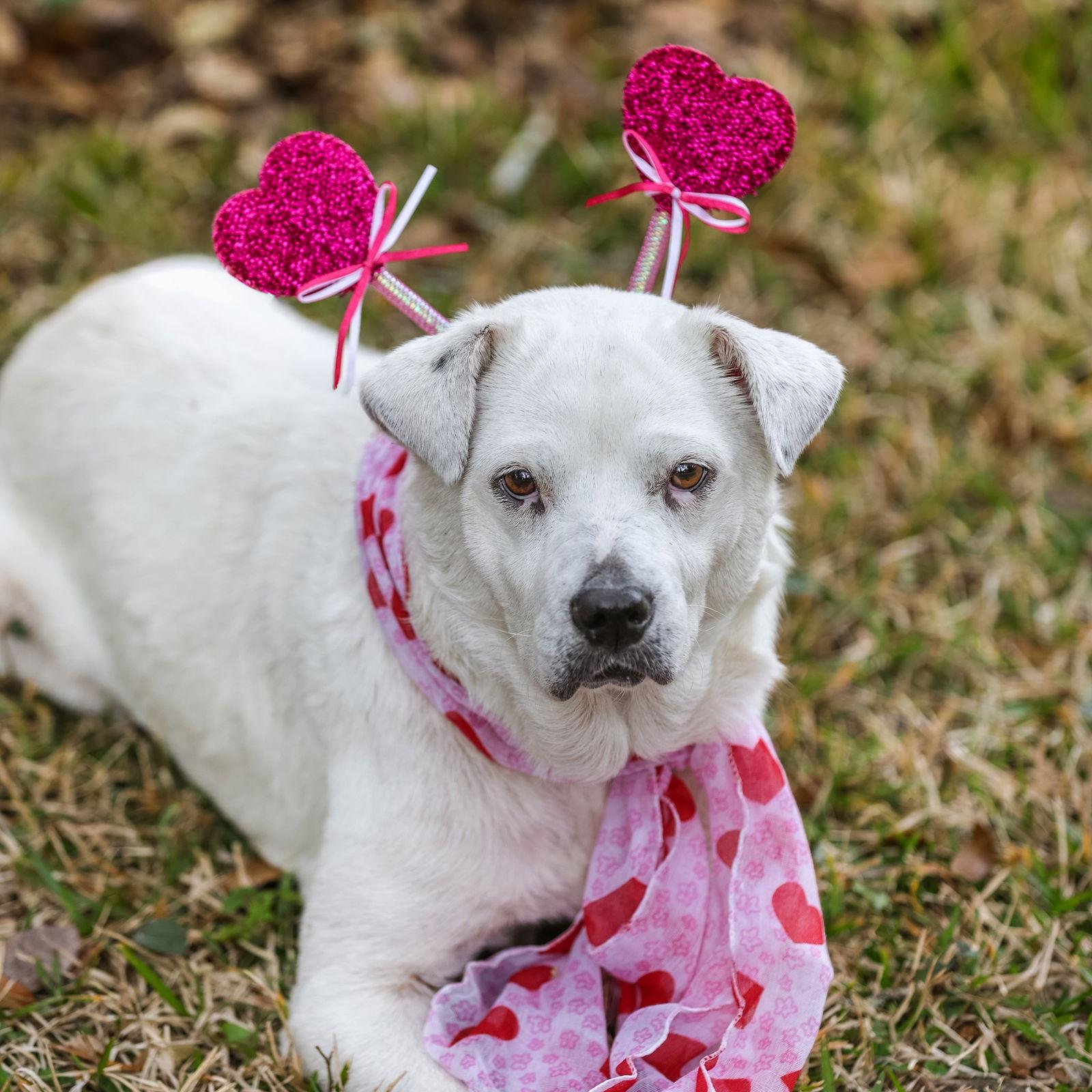 Waffles, a Adoptable Labrador Retriever in Gainesville, FL image 2/3