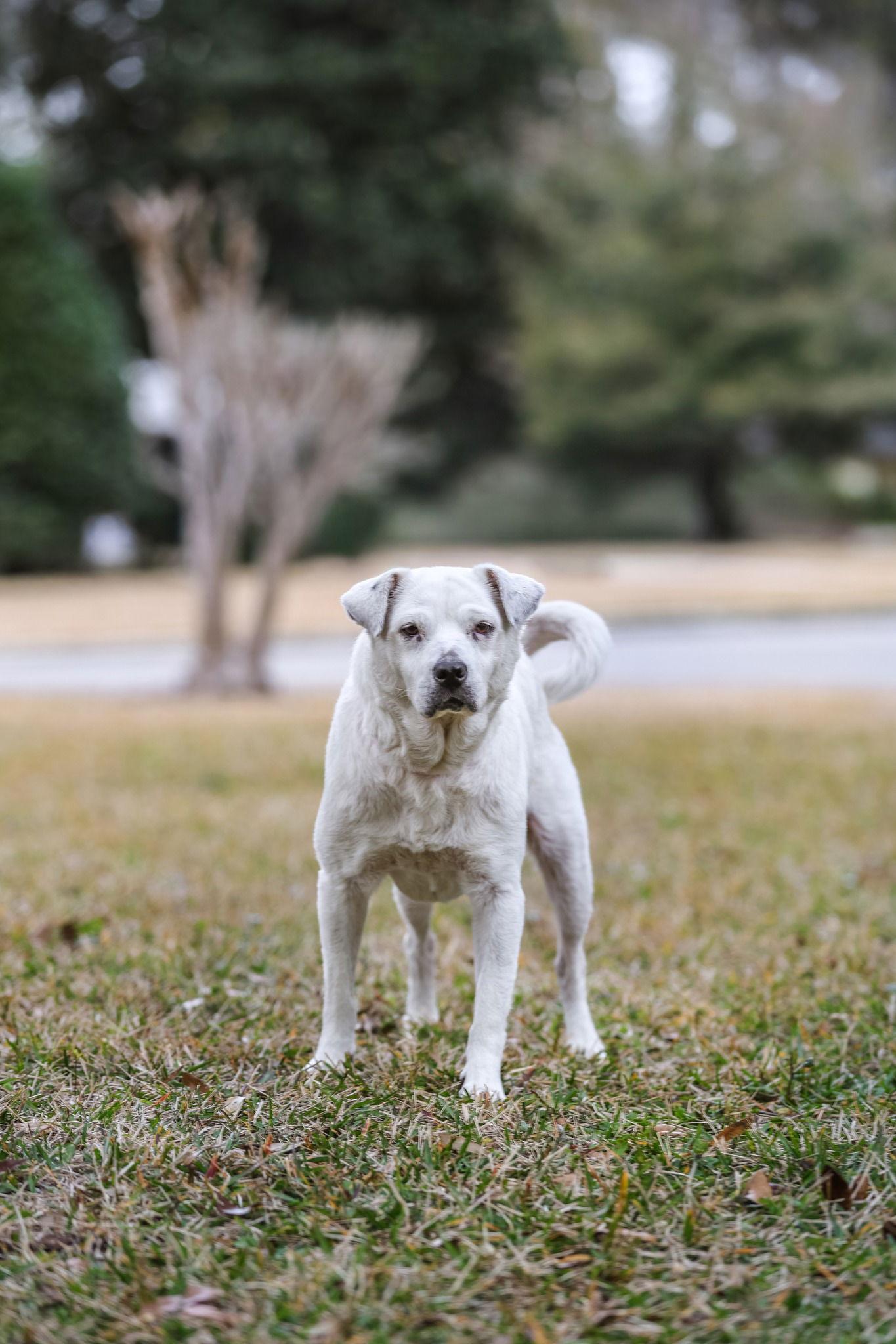 Waffles, a Adoptable Labrador Retriever in Gainesville, FL image 3/3