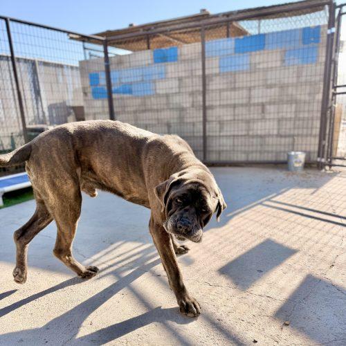 Beau, Adoptable, Adult Male Cane Corso.