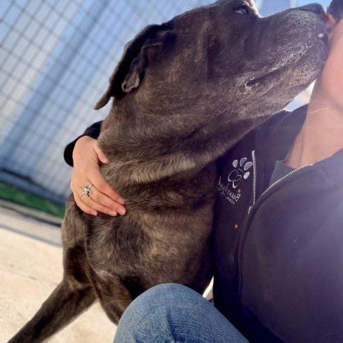 Beau, a Adoptable Cane Corso in Dillon, MT image 2/5