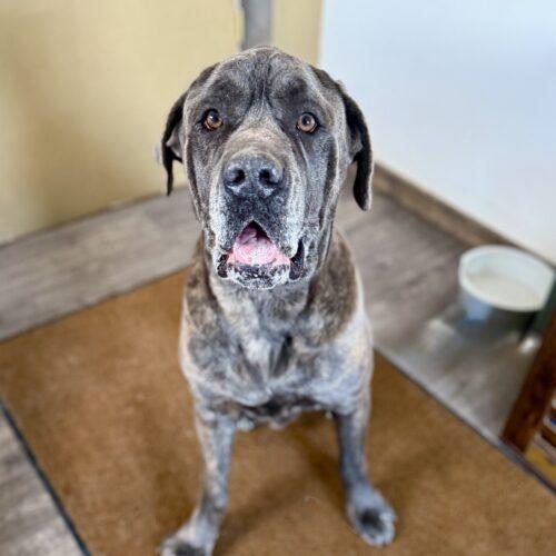 Beau, a Adoptable Cane Corso in Dillon, MT image 3/5