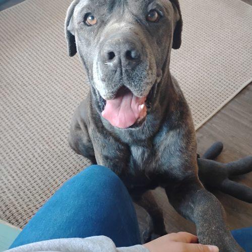 Beau, a Adoptable Cane Corso in Dillon, MT image 4/5