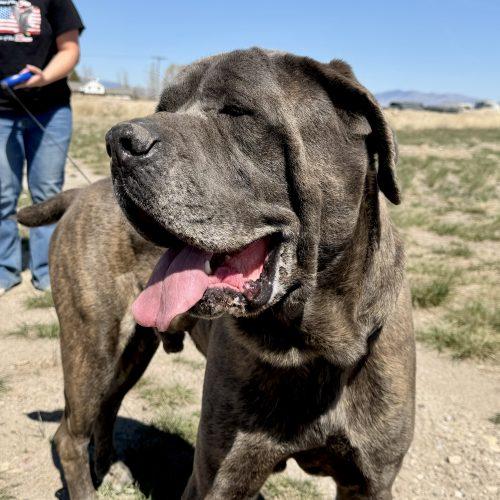 Beau, a Adoptable Cane Corso in Dillon, MT image 5/5