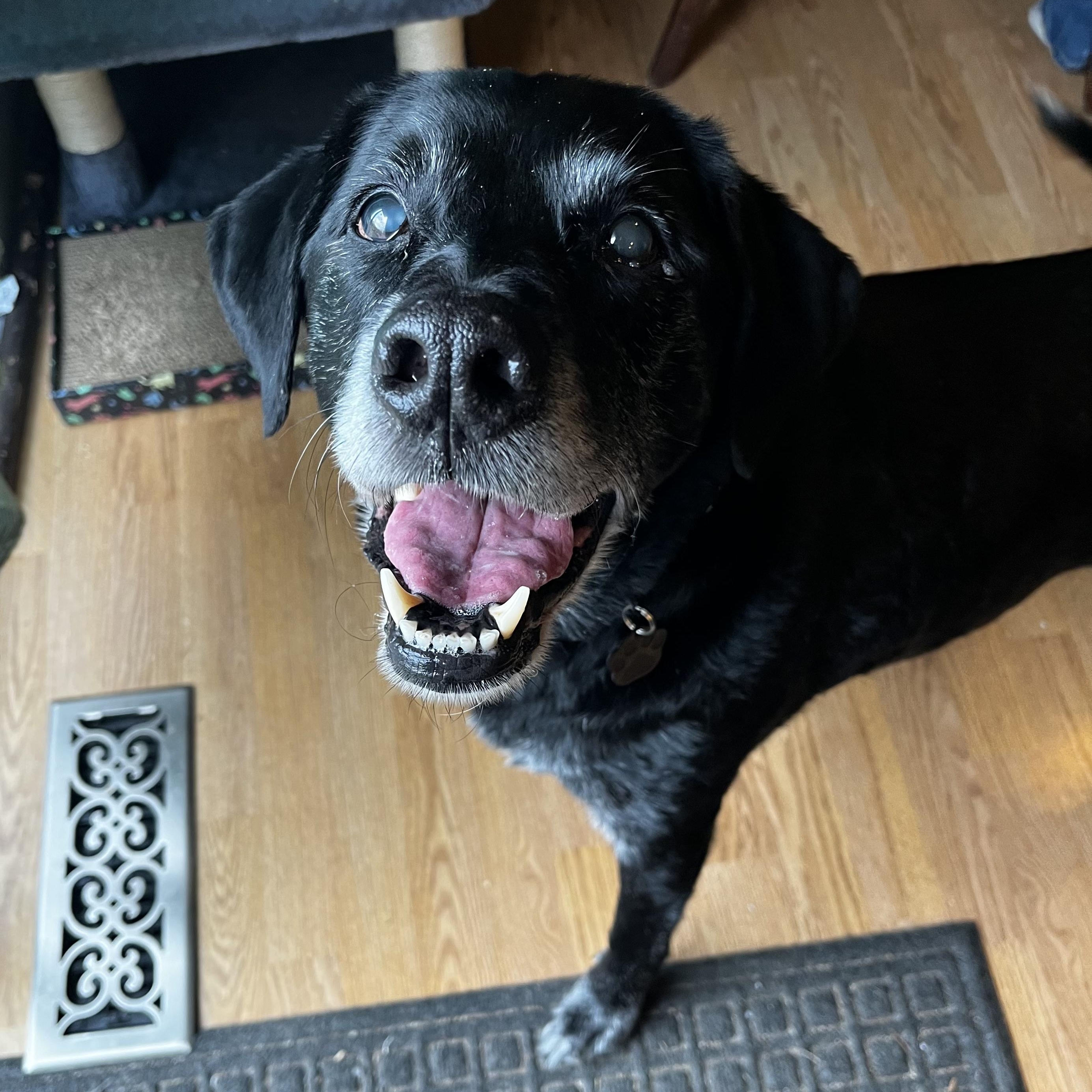 Enlarge Ivy, an adopted Black Labrador Retriever in Portland, OR image 3/6