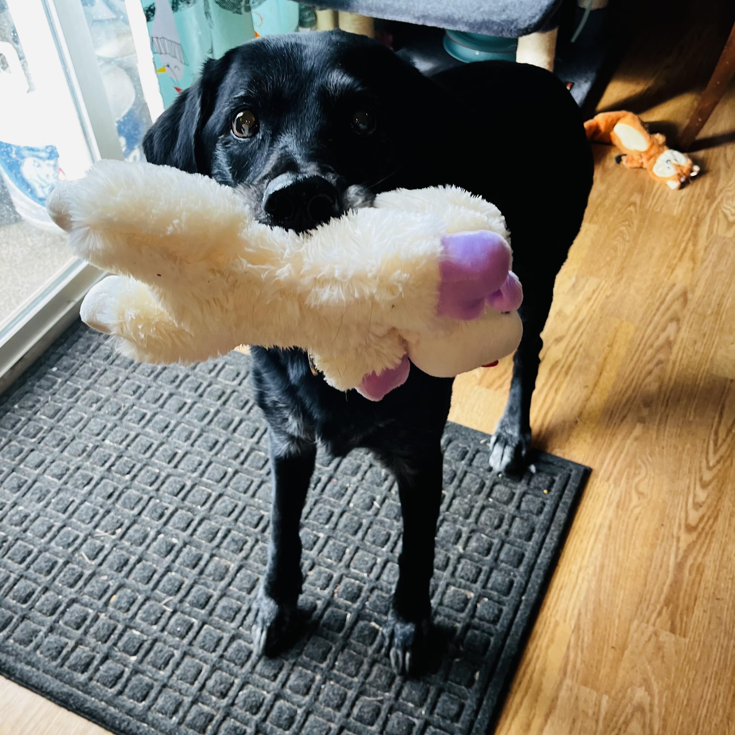 Enlarge Ivy, an adopted Black Labrador Retriever in Portland, OR image 1/6