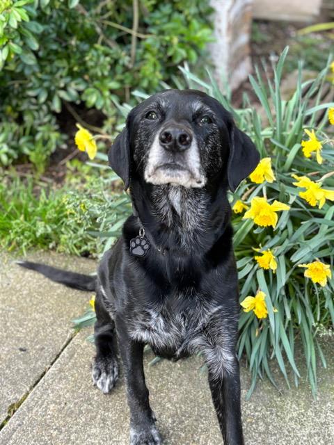 Enlarge Ivy, an adopted Black Labrador Retriever in Portland, OR image 2/6