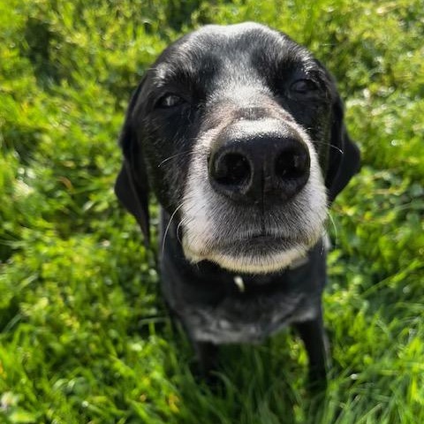 Enlarge Ivy, an adopted Black Labrador Retriever in Portland, OR image 5/6