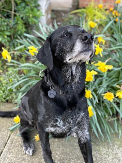 Enlarge Ivy, an adopted Black Labrador Retriever in Portland, OR image 6/6