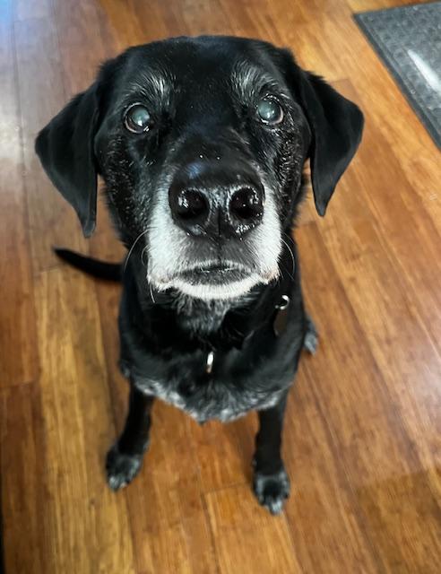 Enlarge Ivy, an adopted Black Labrador Retriever in Portland, OR image 4/6