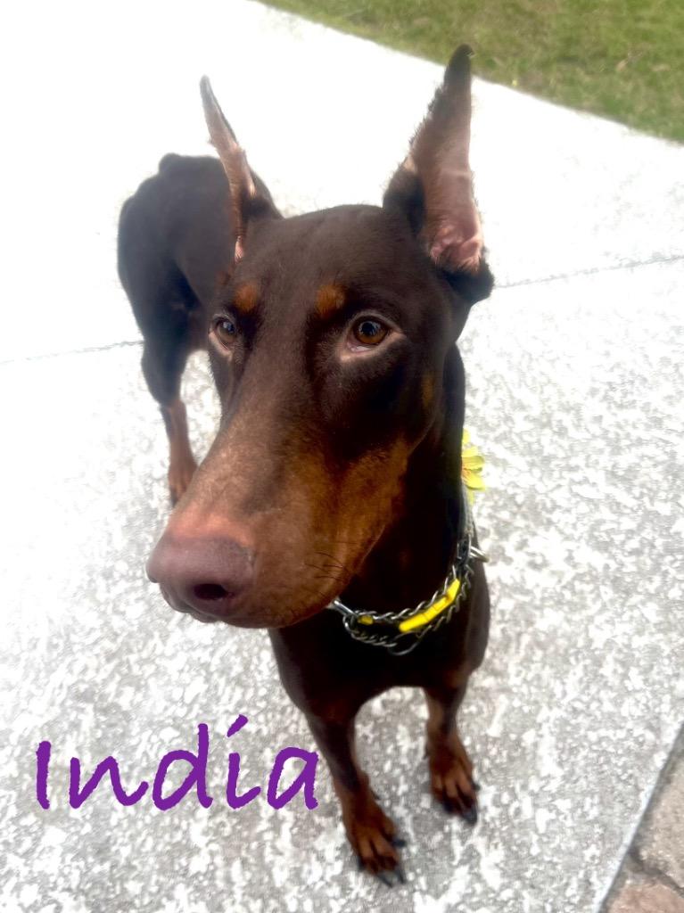 Enlarge India, a Adoptable Doberman Pinscher in Fort Pierce, FL image 1/1