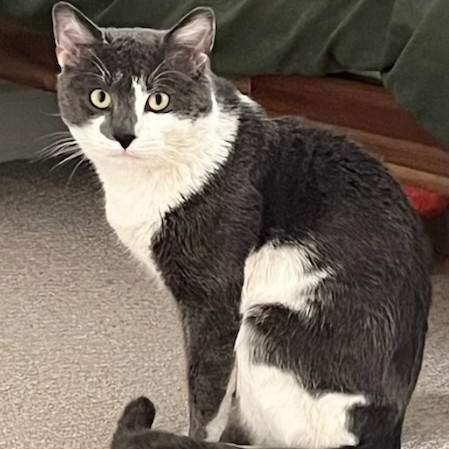 Big Bang, Adoptable, Young Male Domestic Short Hair.