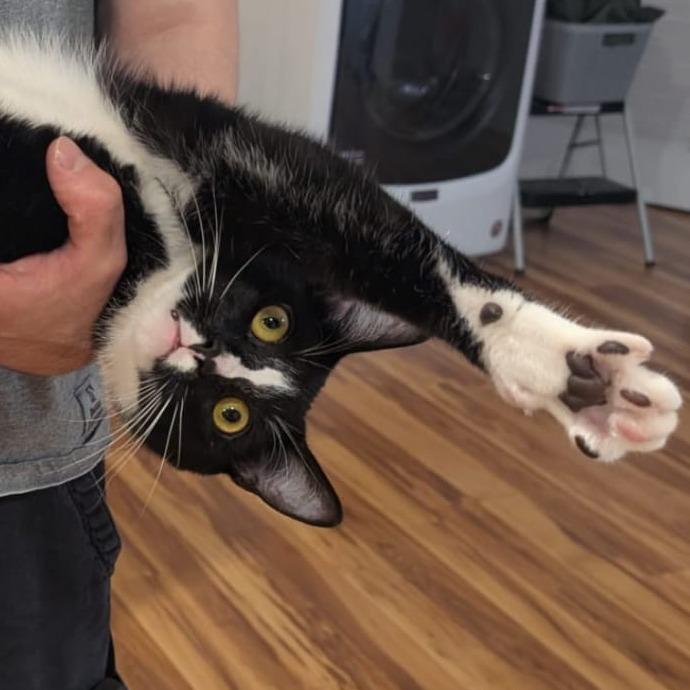 Luigi, a Adoptable Domestic Short Hair in Somerset, NJ image 1/4