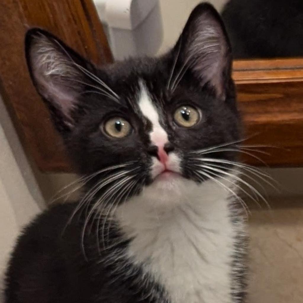 Luigi, a Adoptable Domestic Short Hair in Somerset, NJ image 2/4