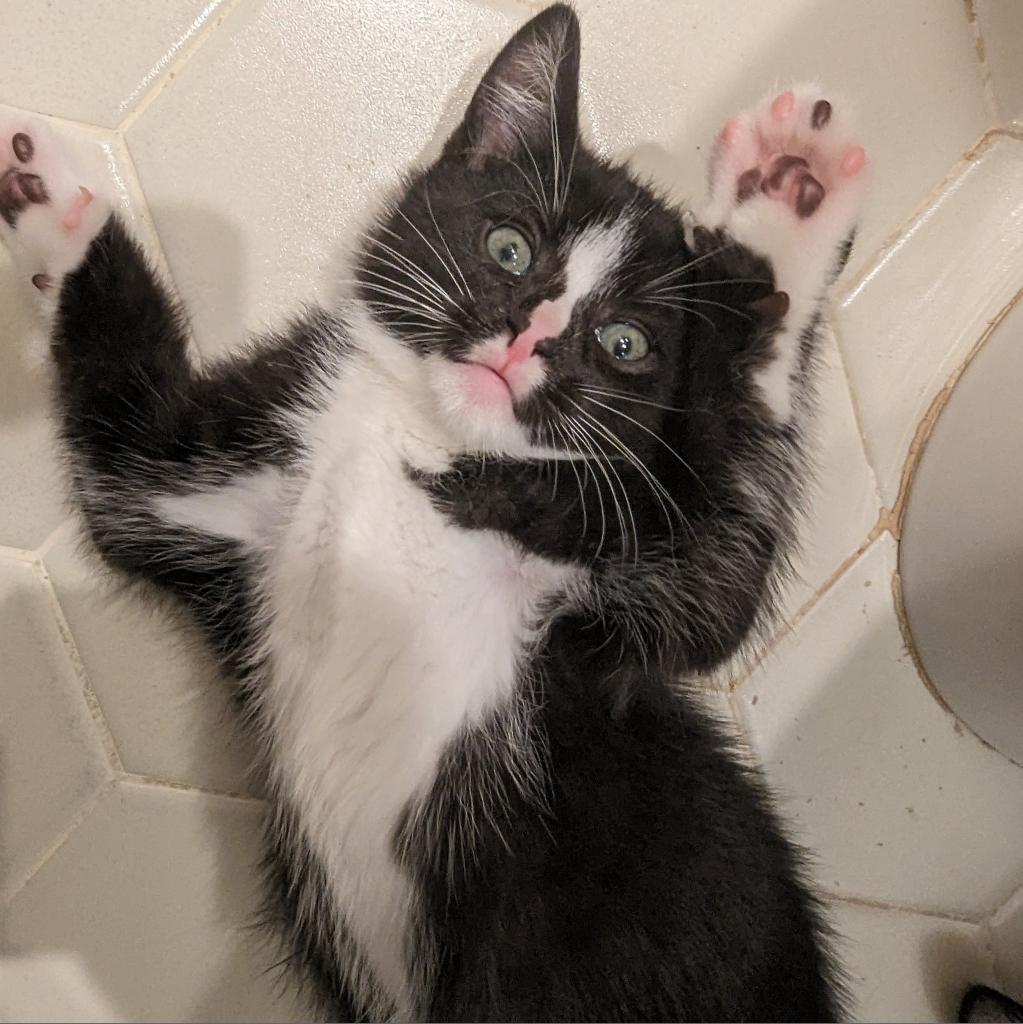 Luigi, a Adoptable Domestic Short Hair in Somerset, NJ image 4/4