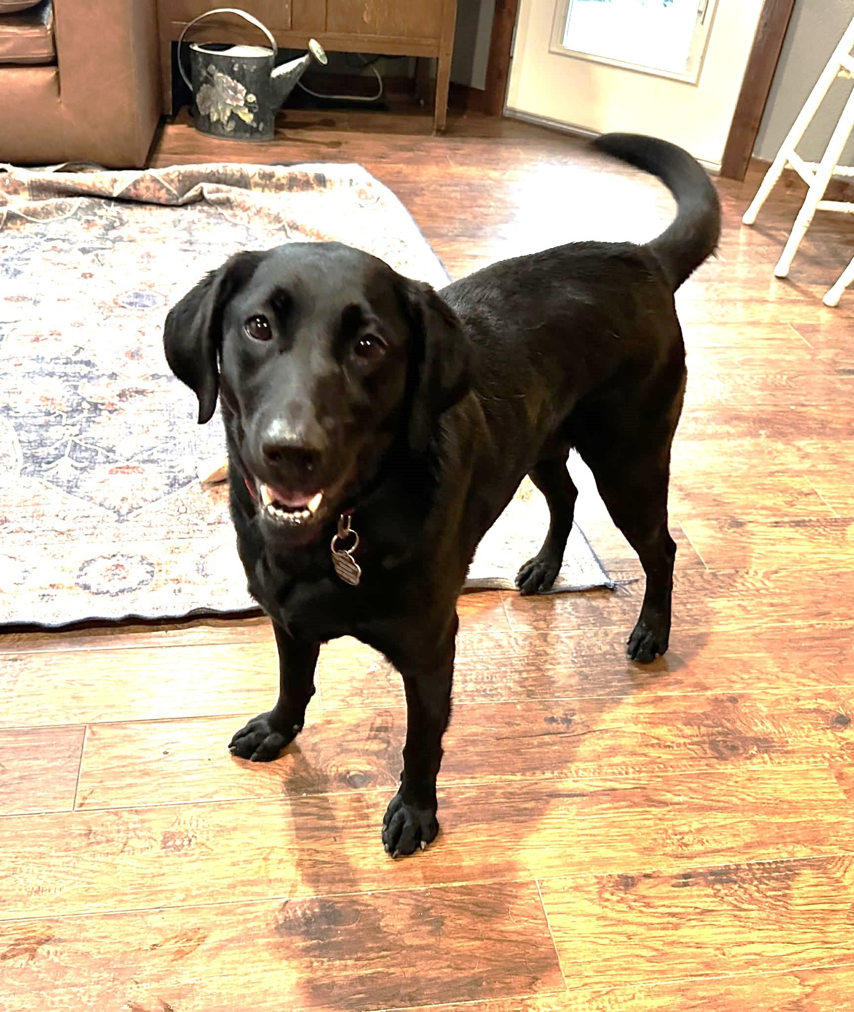Dolly, adopted, Adult Female Black Labrador Retriever.