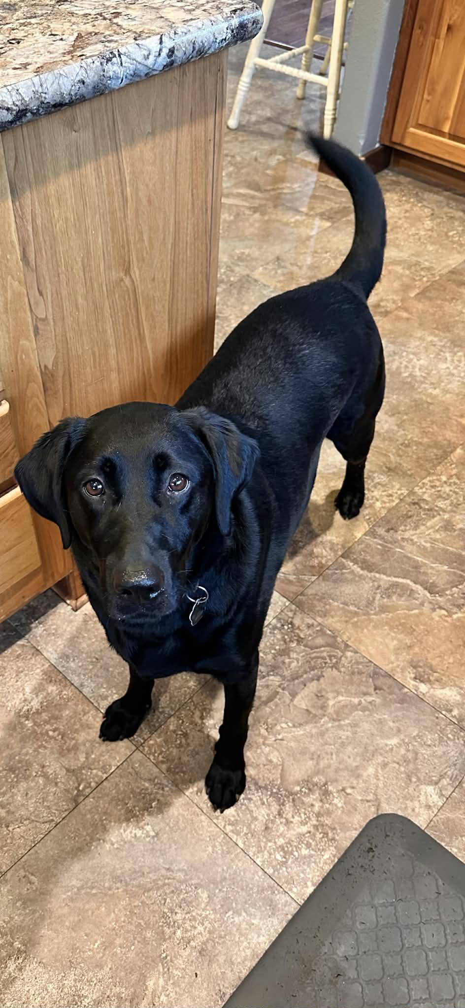 Enlarge Dolly, an adopted Black Labrador Retriever in Lewiston, ID image 2/2