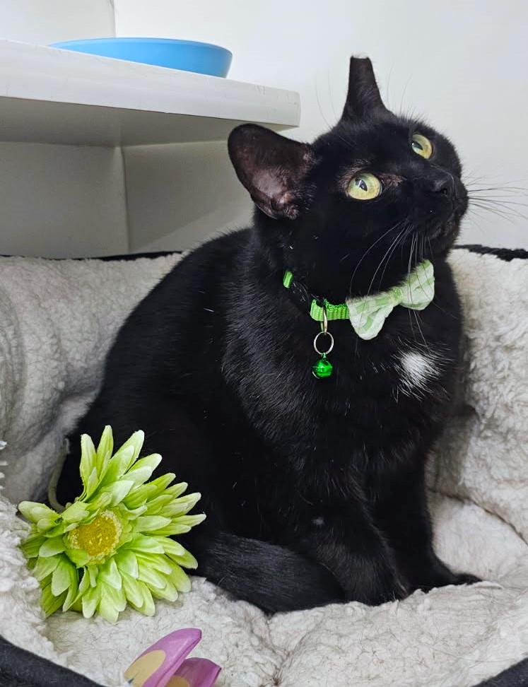 Enlarge Collette, a Adoptable Domestic Short Hair in New Albany, OH image 3/6