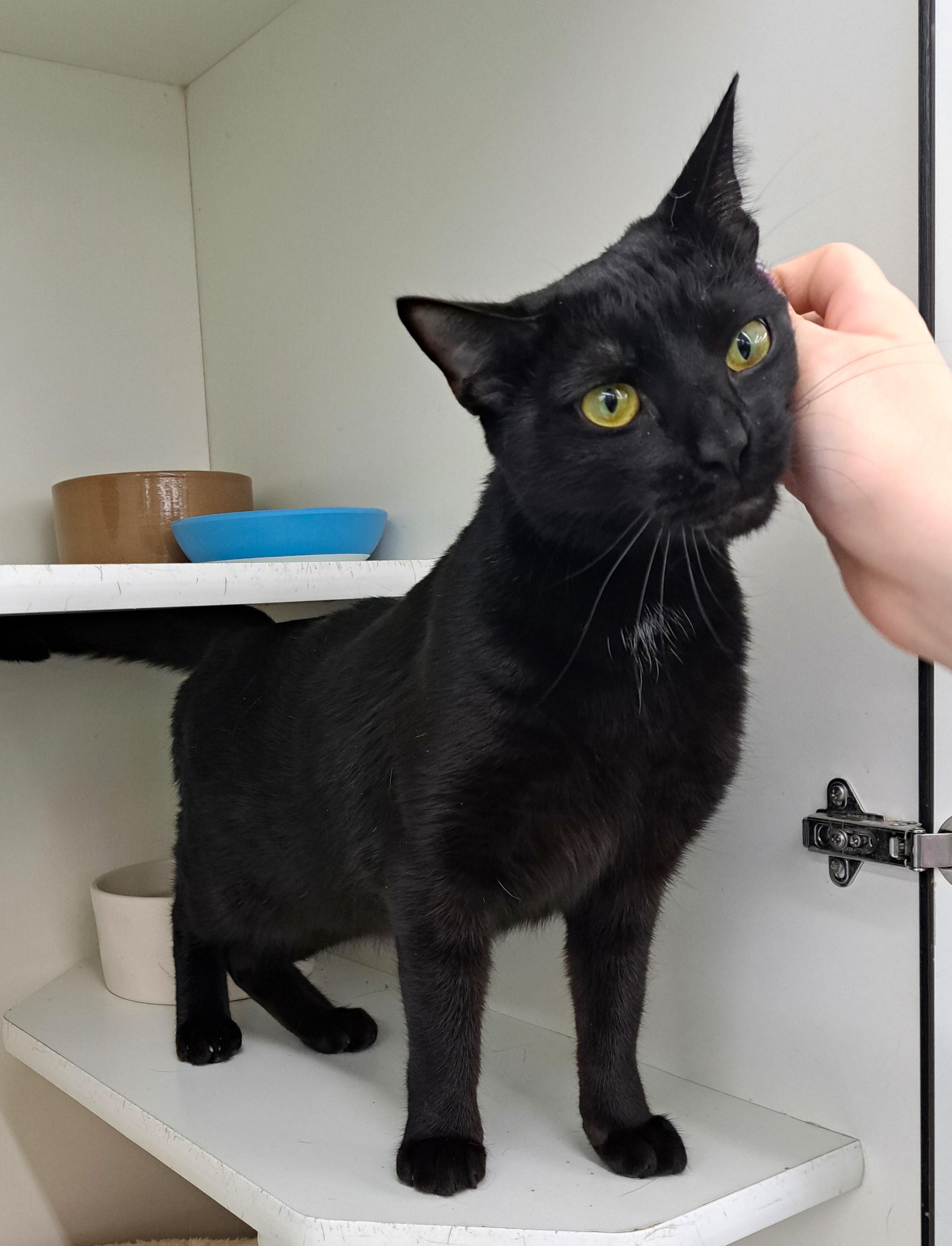 Enlarge Collette, a Adoptable Domestic Short Hair in New Albany, OH image 5/6