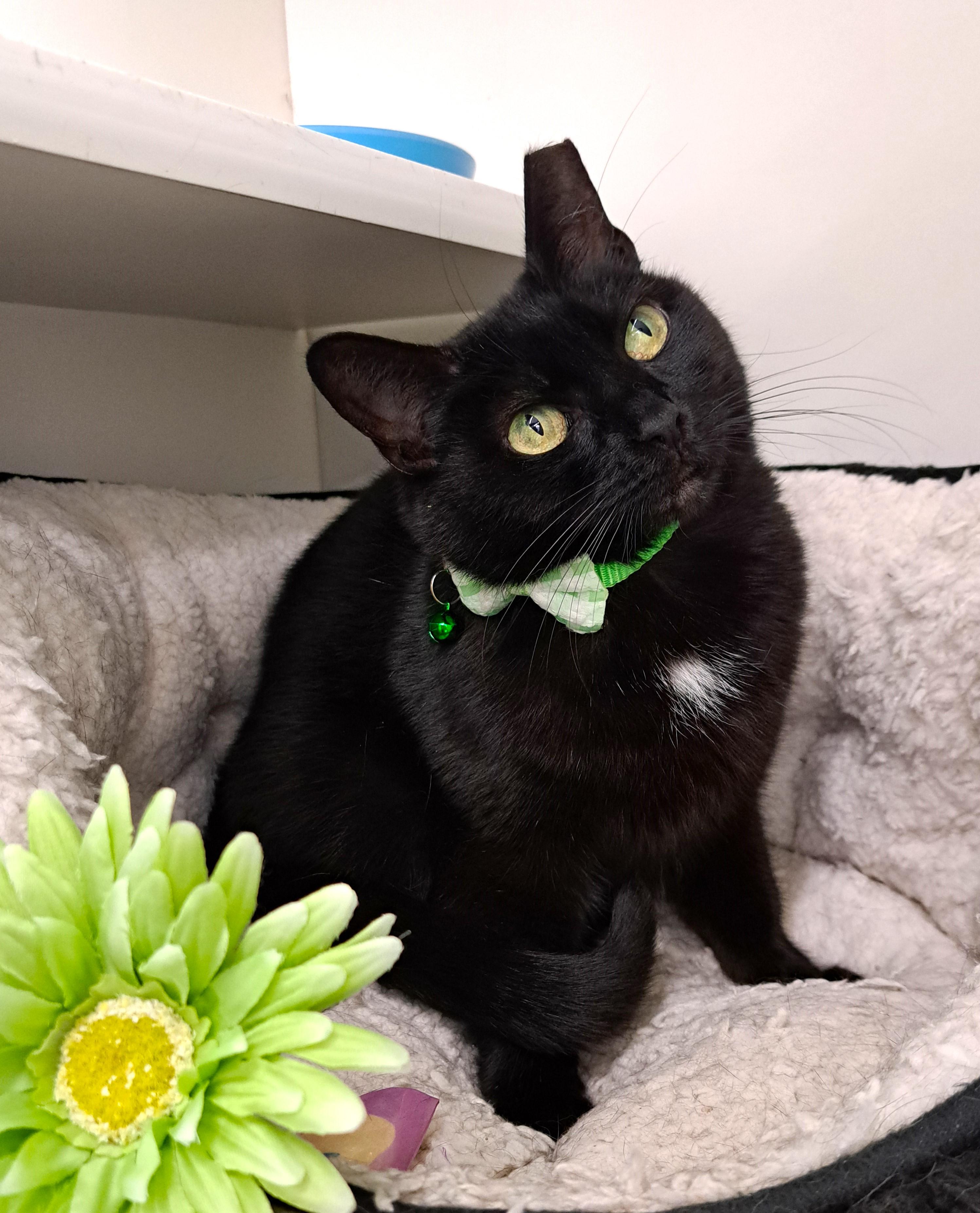 Collette, Adoptable, Adult Female Domestic Short Hair.