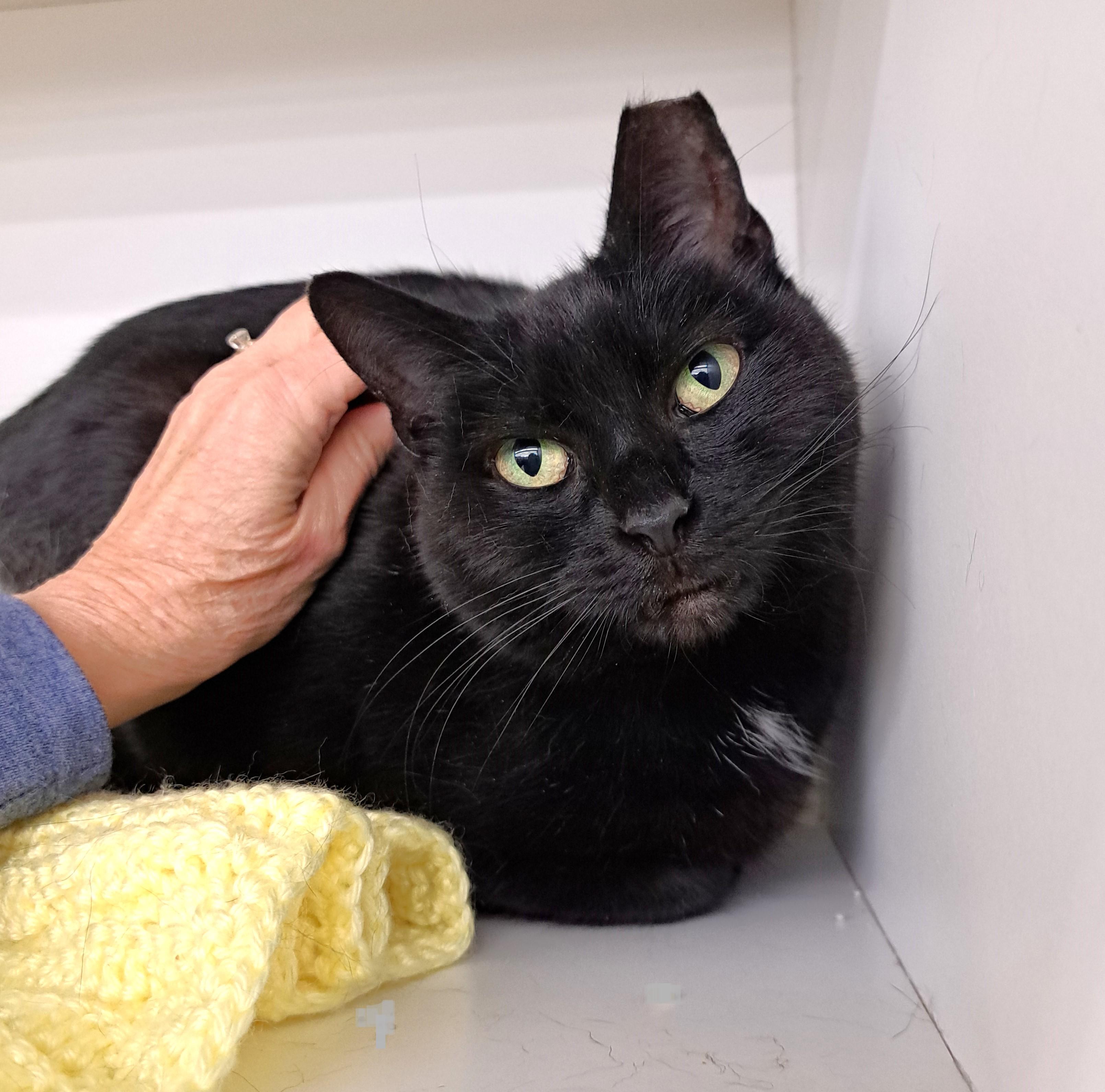 Enlarge Collette, a Adoptable Domestic Short Hair in New Albany, OH image 2/6