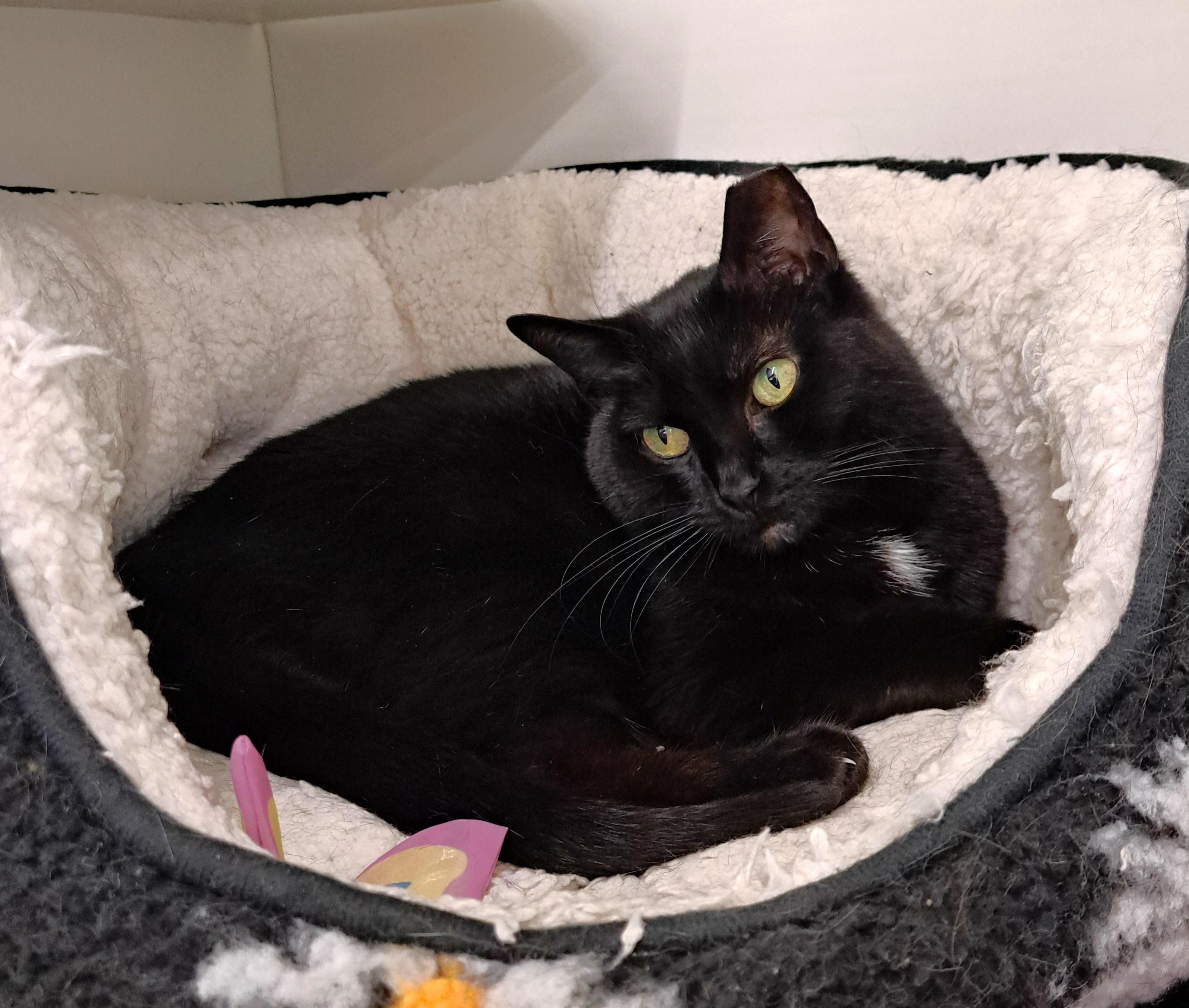 Enlarge Collette, a Adoptable Domestic Short Hair in New Albany, OH image 6/6