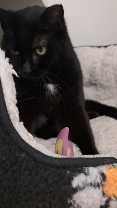 Enlarge Collette, a Adoptable Domestic Short Hair in New Albany, OH video 4/6