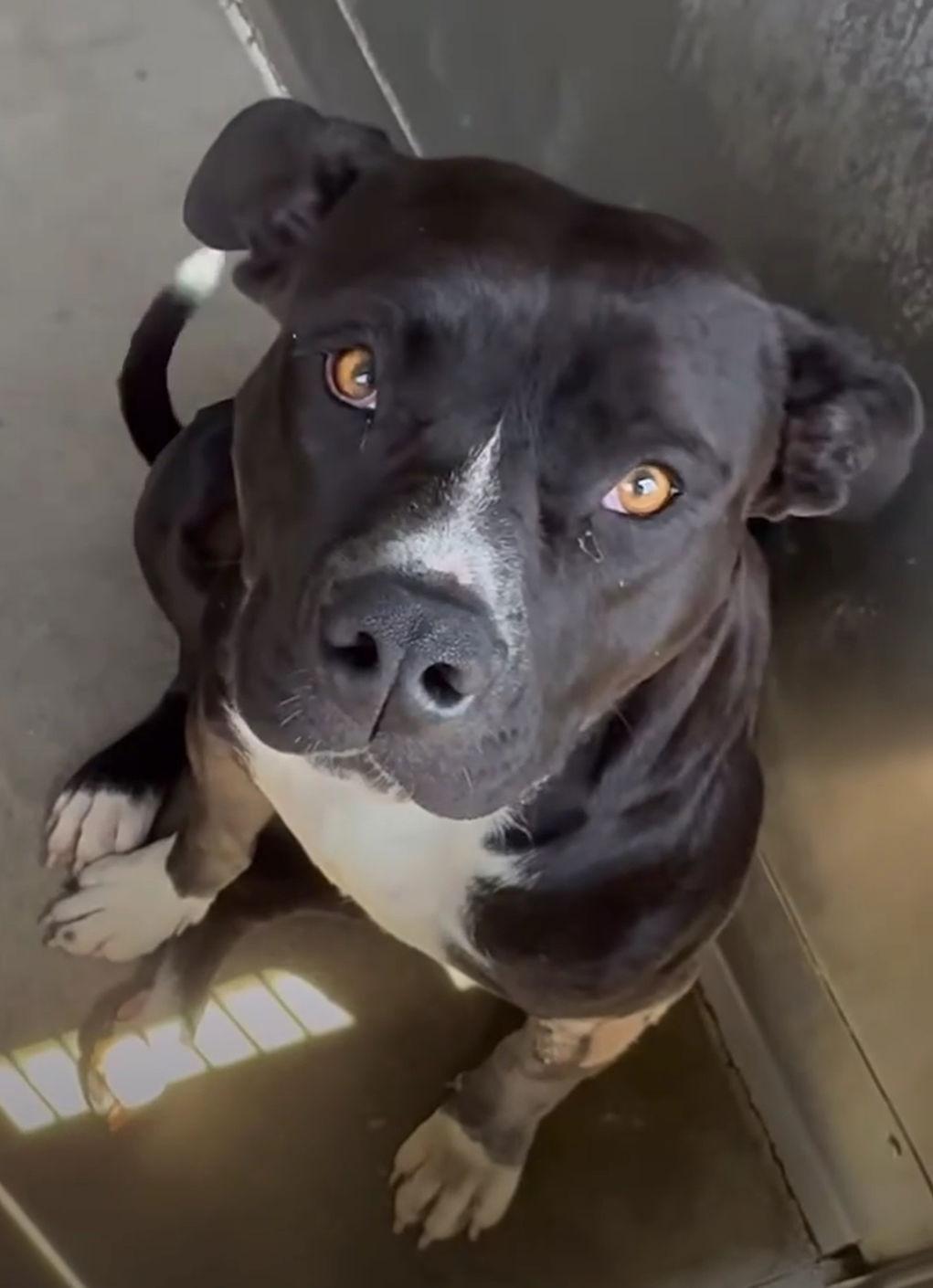 LeAnn, Adoptable, Young Female American Staffordshire Terrier.