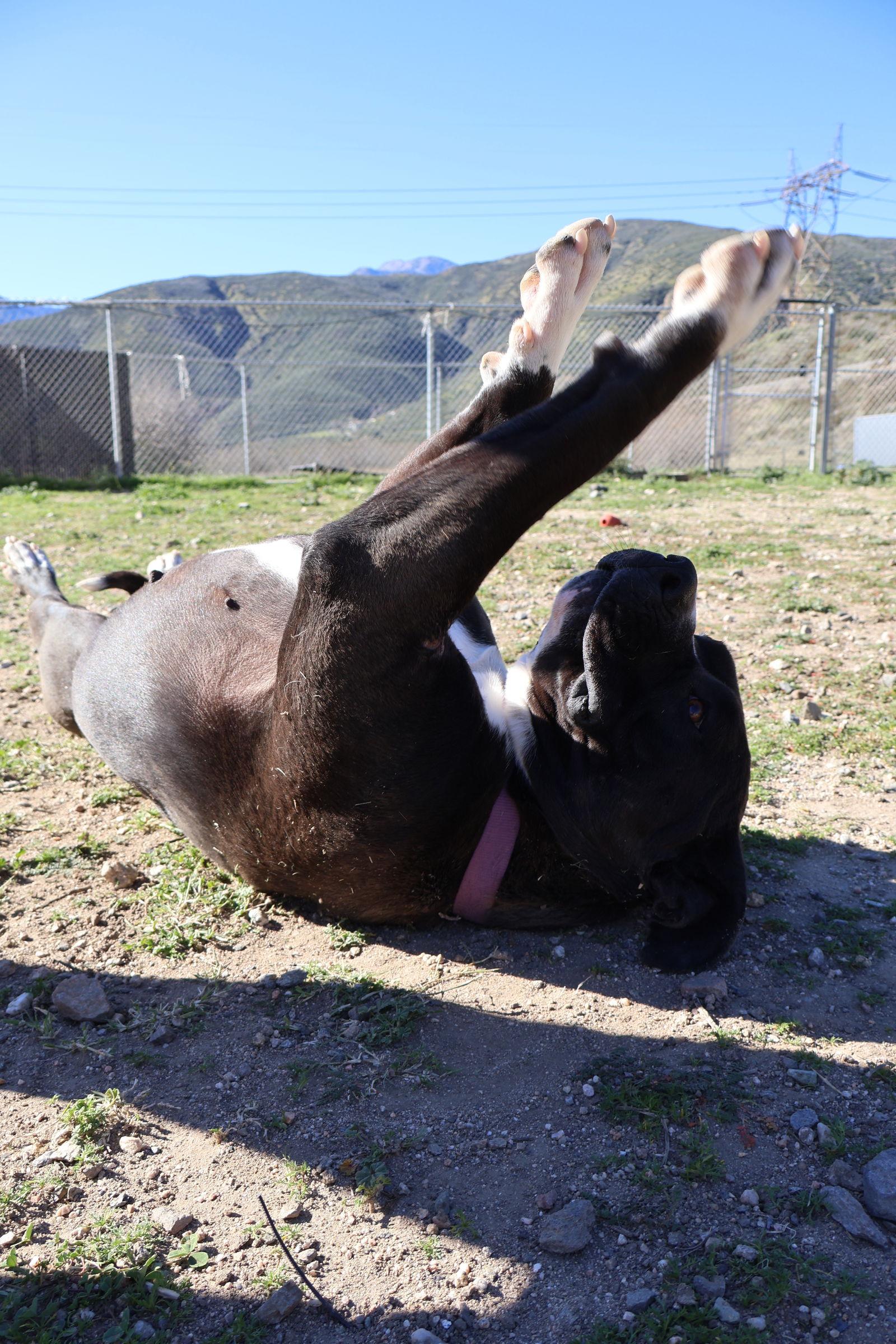 LeAnn, a Adoptable American Staffordshire Terrier in Rancho Cucamonga, CA image 2/2