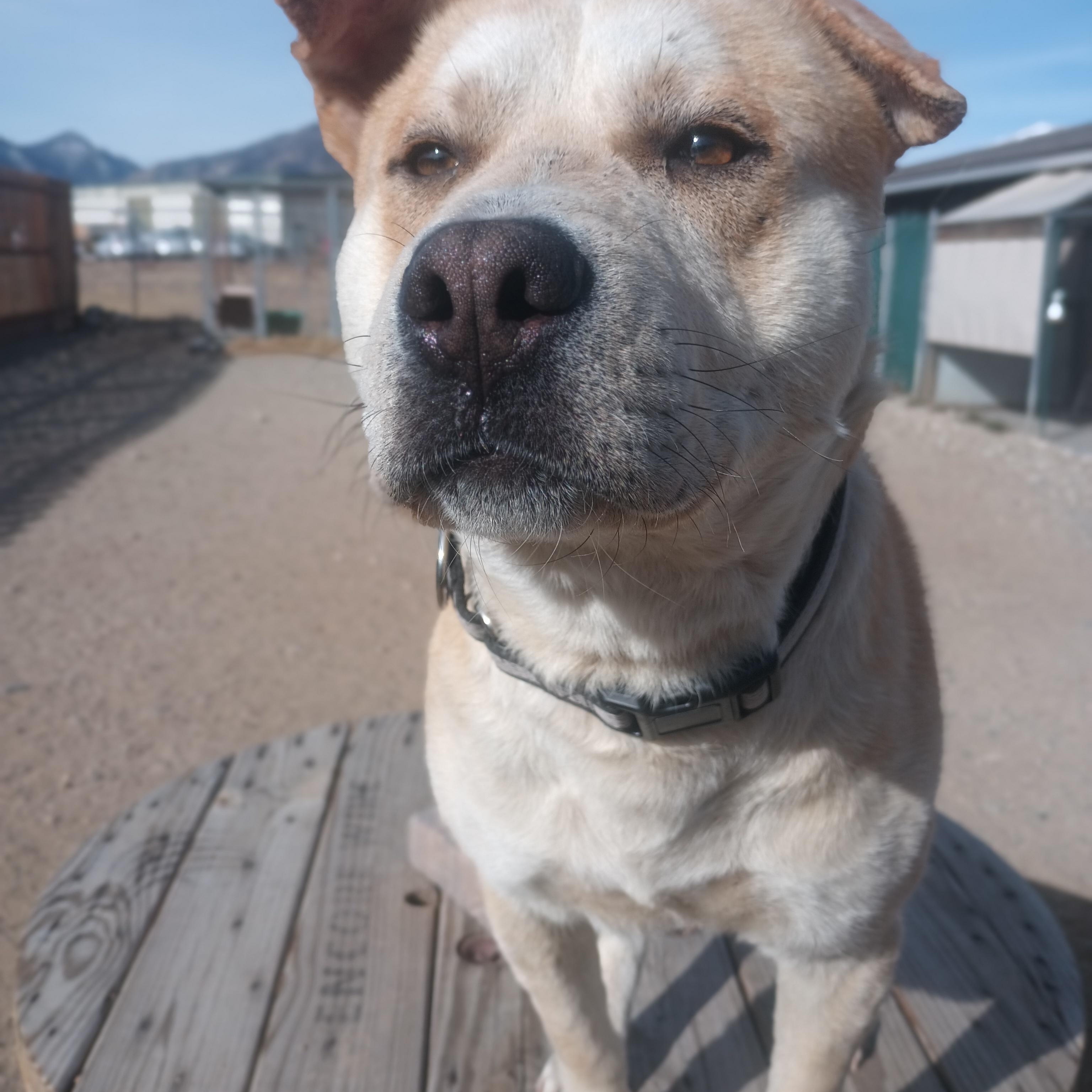 Banks, ADOPTABLE, Adult Male Labrador Retriever.