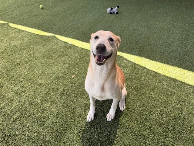 MYRTLE, Adoptable, Adult Female German Shepherd Dog & Mixed Breed.