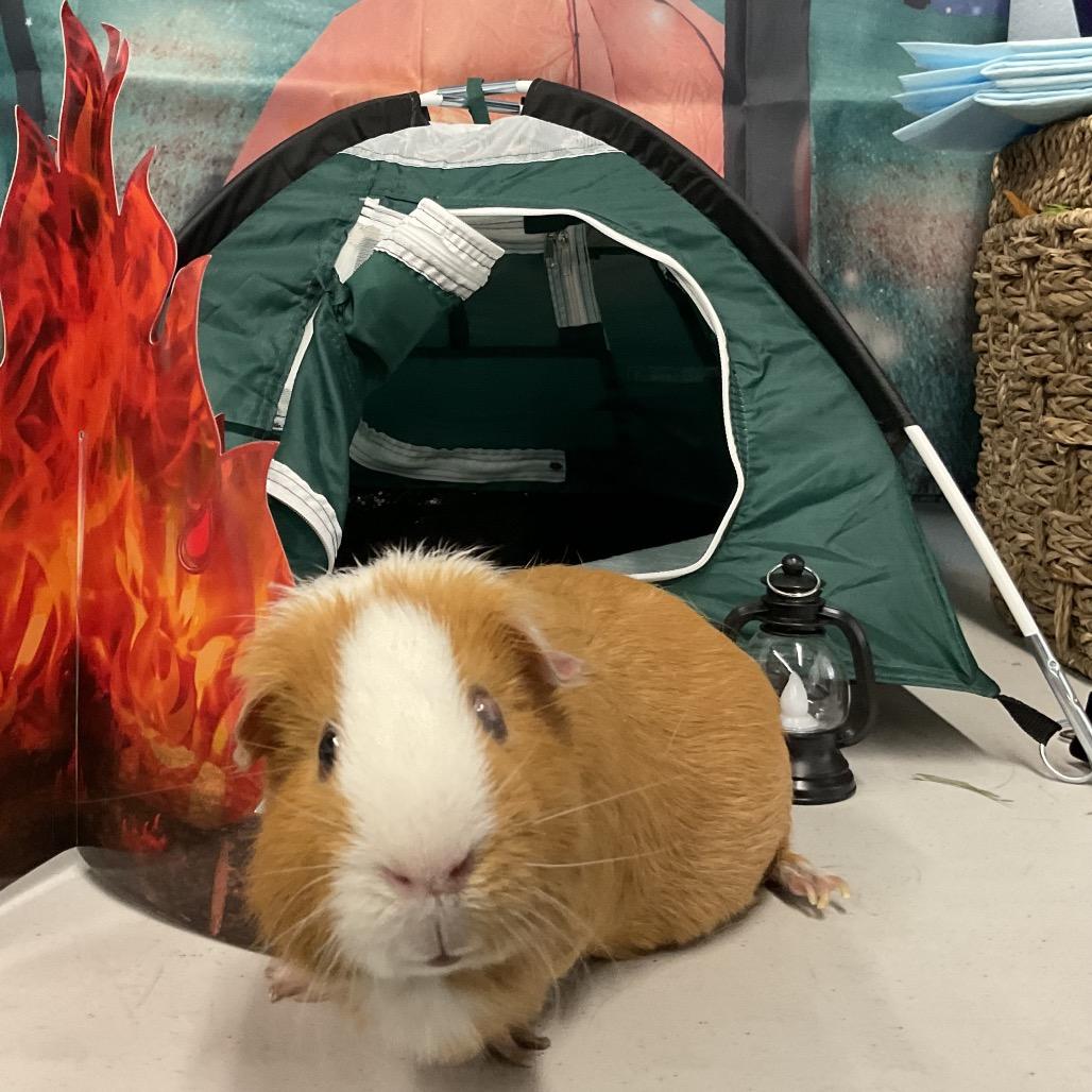 Enlarge Dustin, a Adoptable Guinea Pig in Las Vegas, NV image 1/1