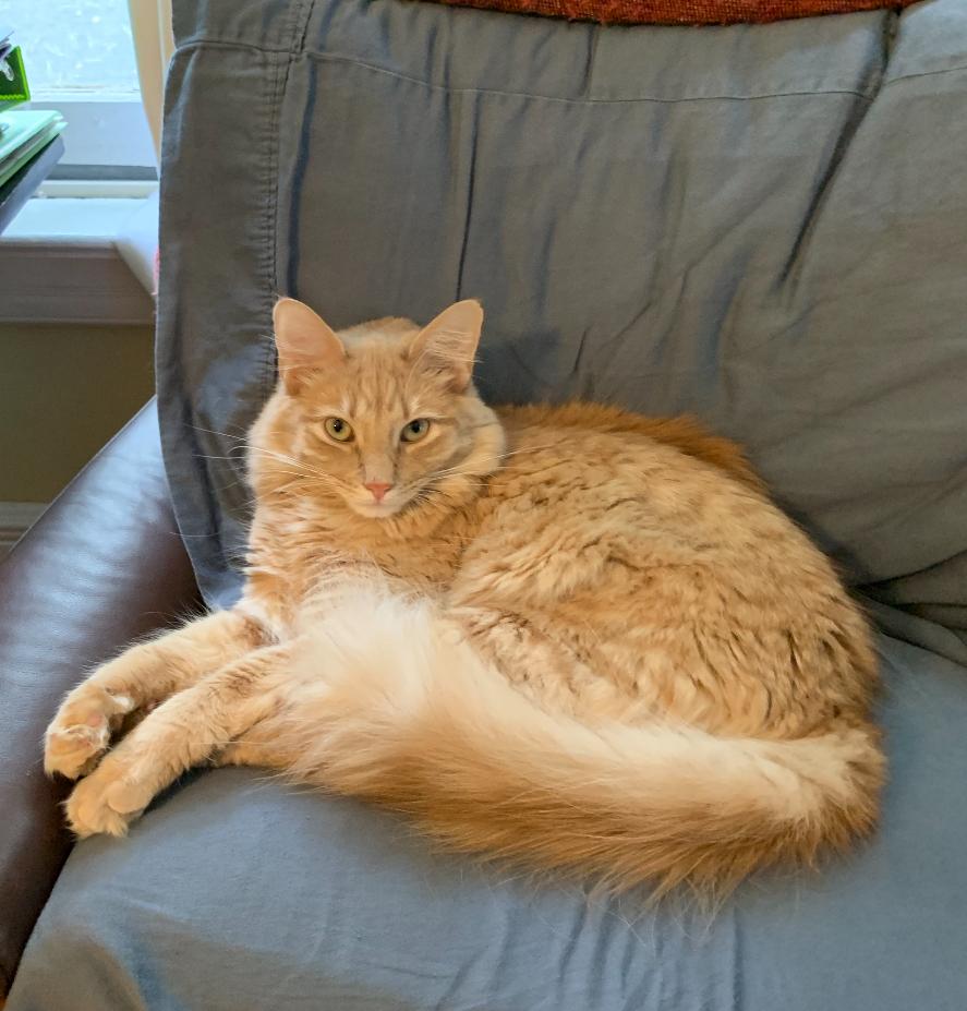 Archer, Adult Male Domestic Medium Hair