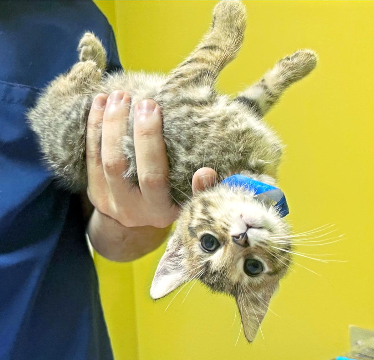 Enlarge Figgy Smalls, a Adoptable Domestic Short Hair in Columbia, KY image 1/4