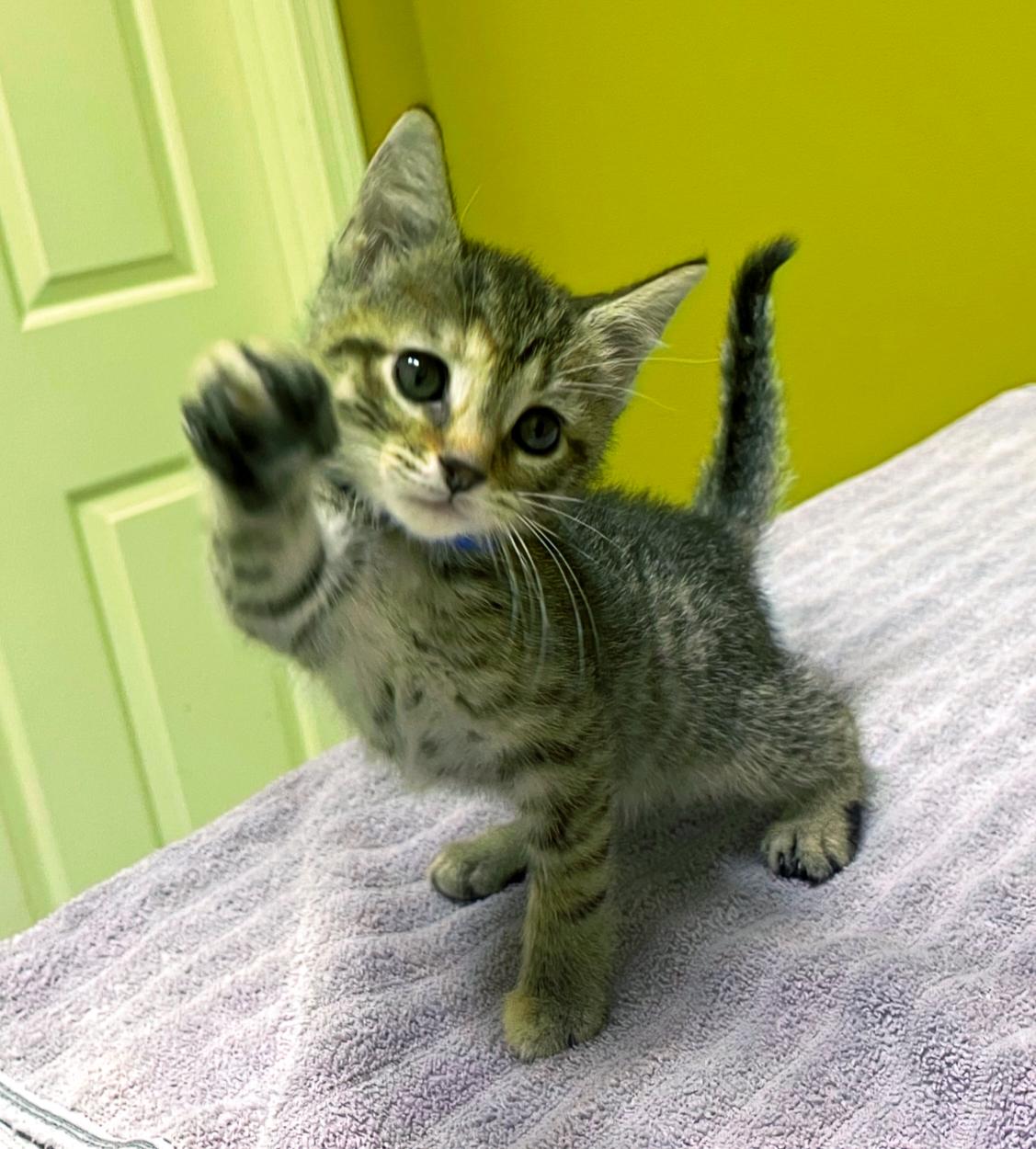 Figgy Smalls, Young Female Domestic Short Hair