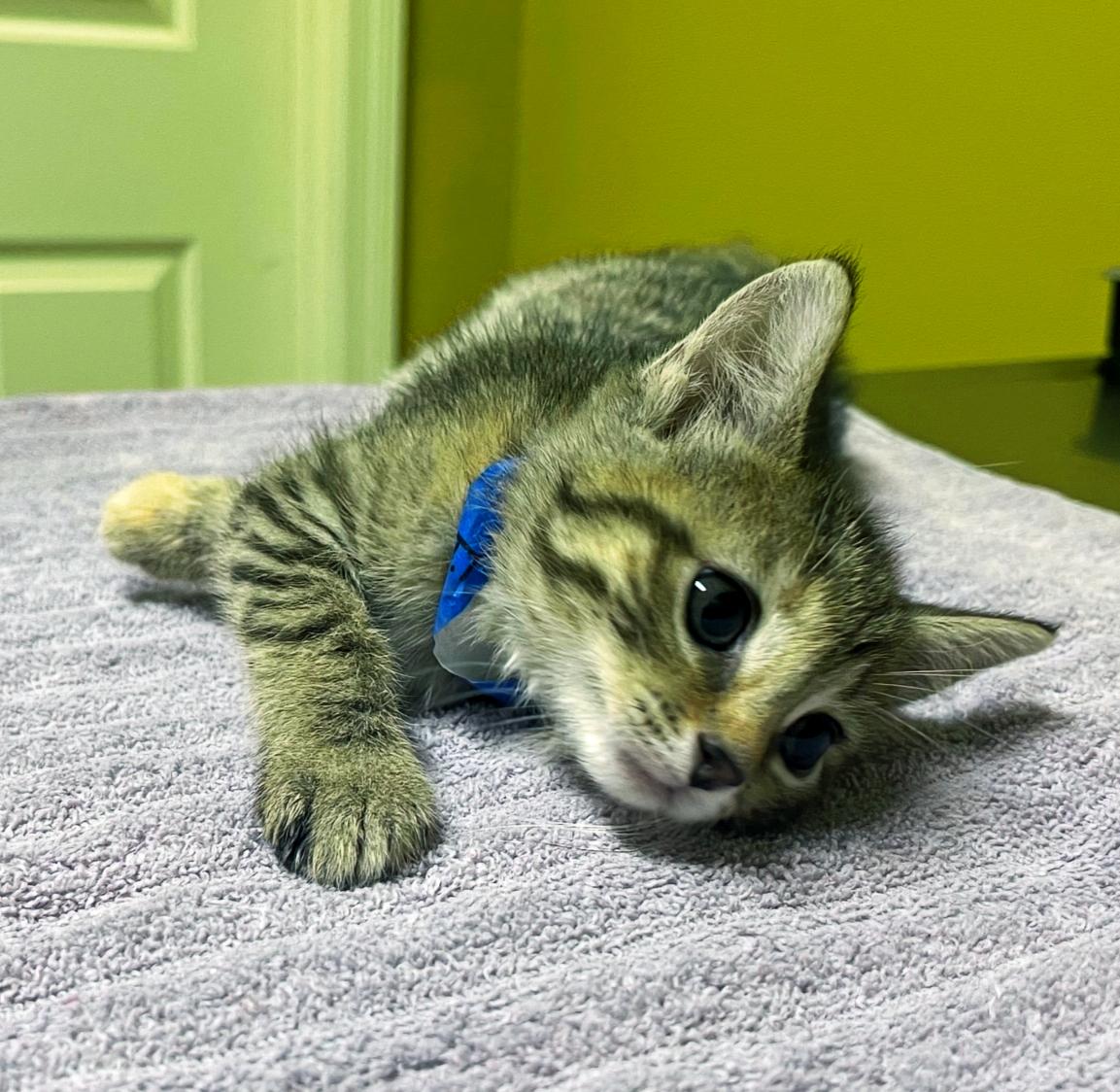 Enlarge Figgy Smalls, a Adoptable Domestic Short Hair in Columbia, KY image 3/4